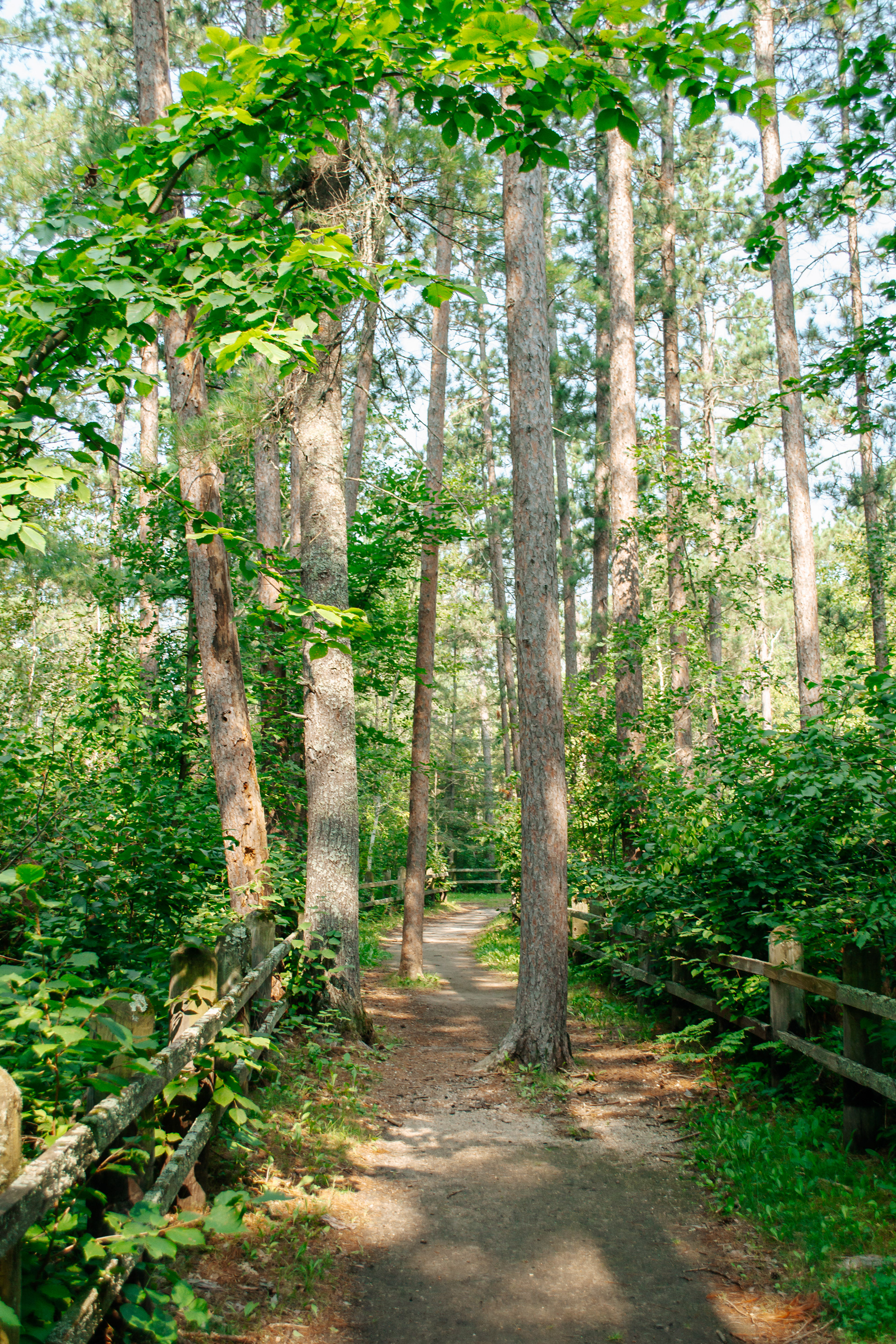 Indian burial mounds in Itasca State Park.