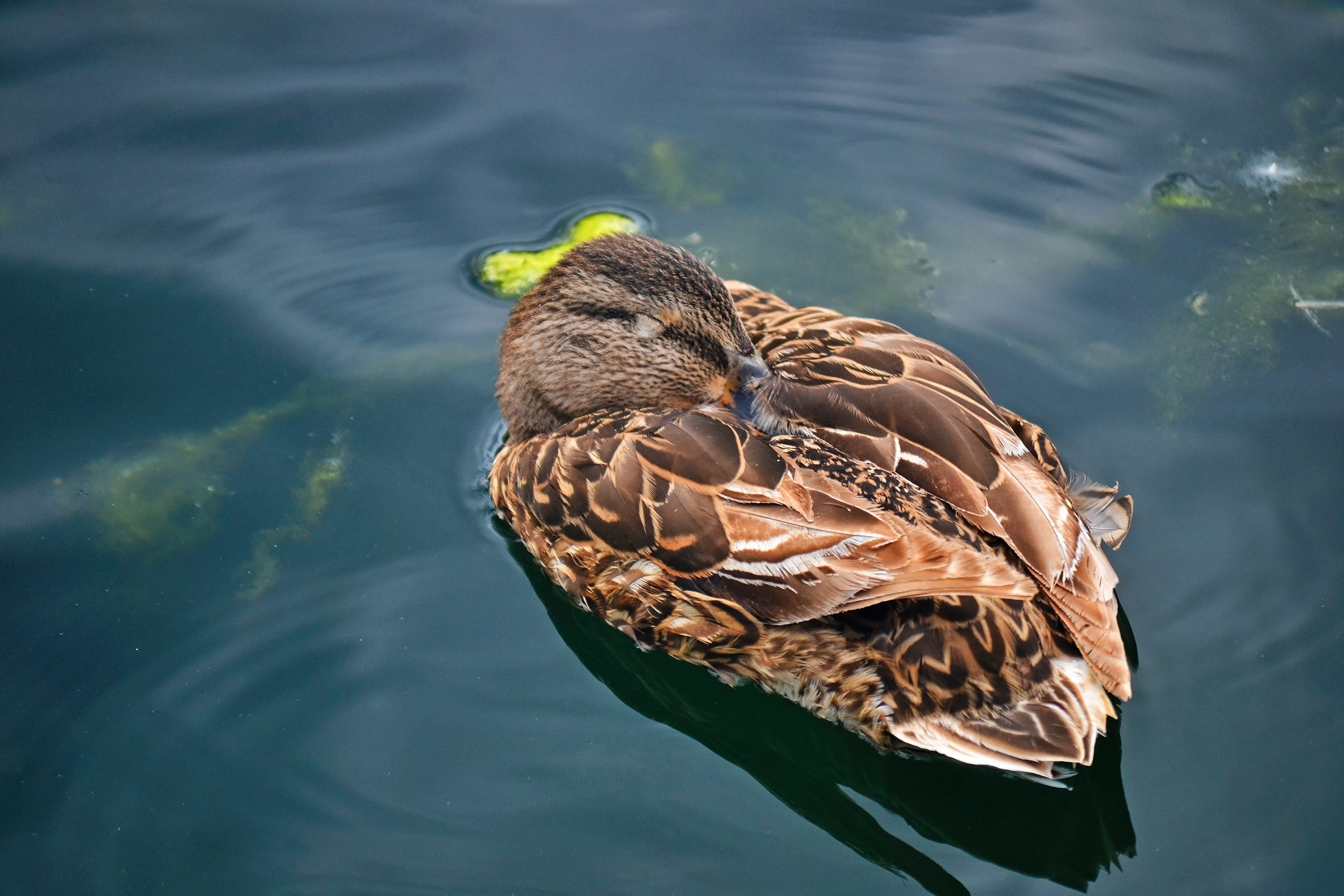  Mallard in Memorial Park. Shakopee, MN. 