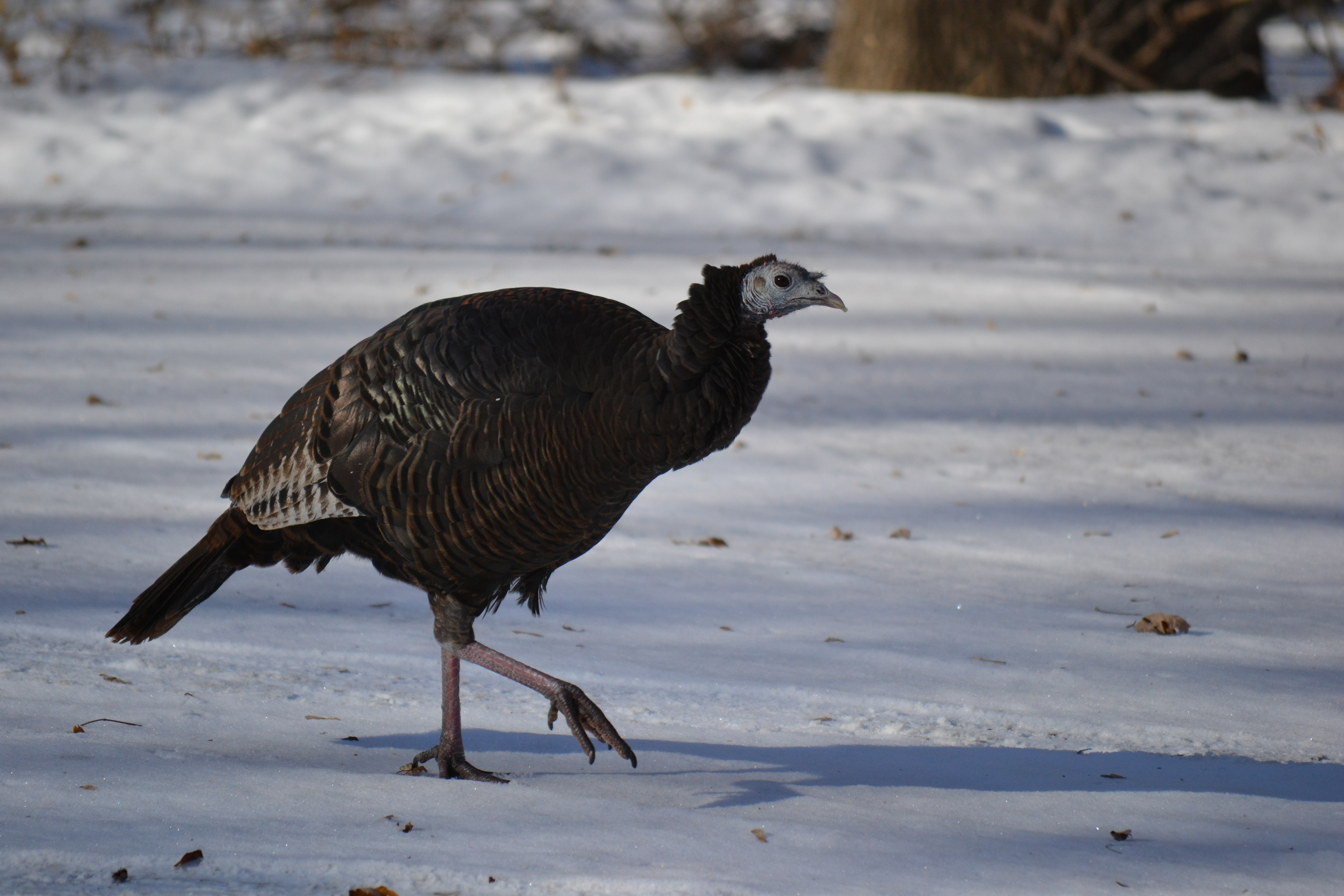 Wild Turkey. Fort Snelling State Park. St. Paul, MN.
