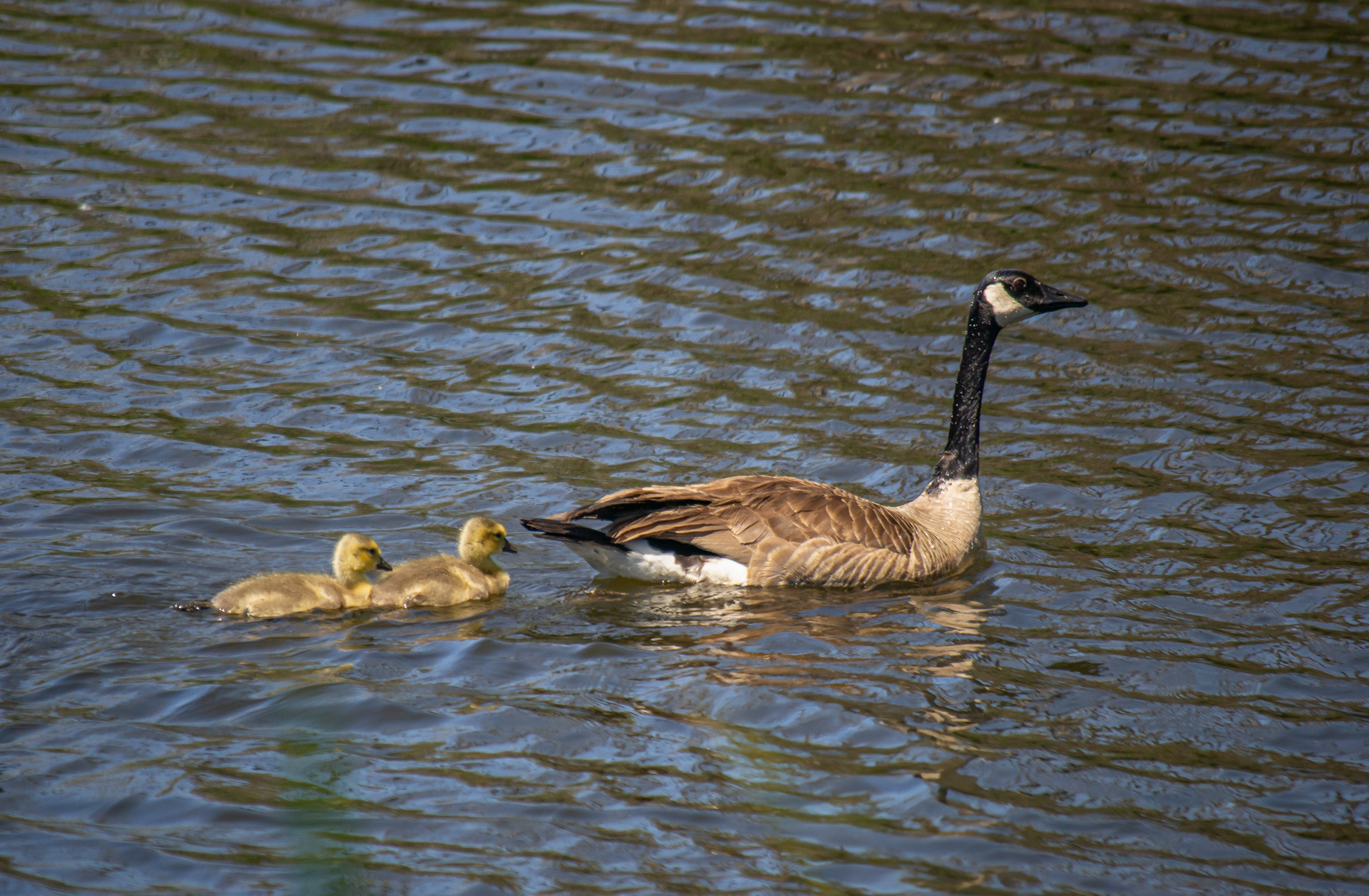 Canadian Goose and Goslings. Wood Lake Nature Center. Richfield, MN.