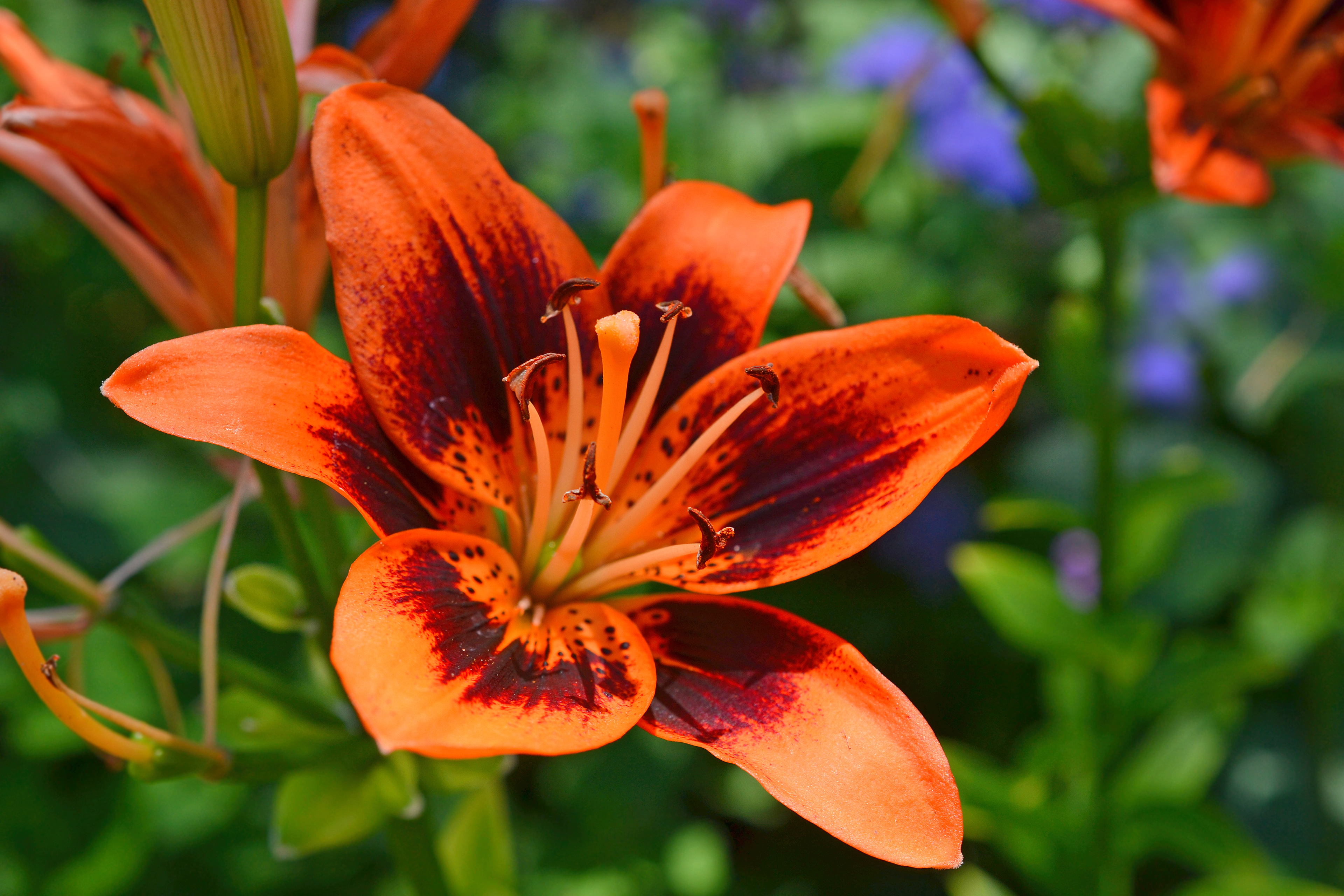 Minnesota Landscape Arboretum