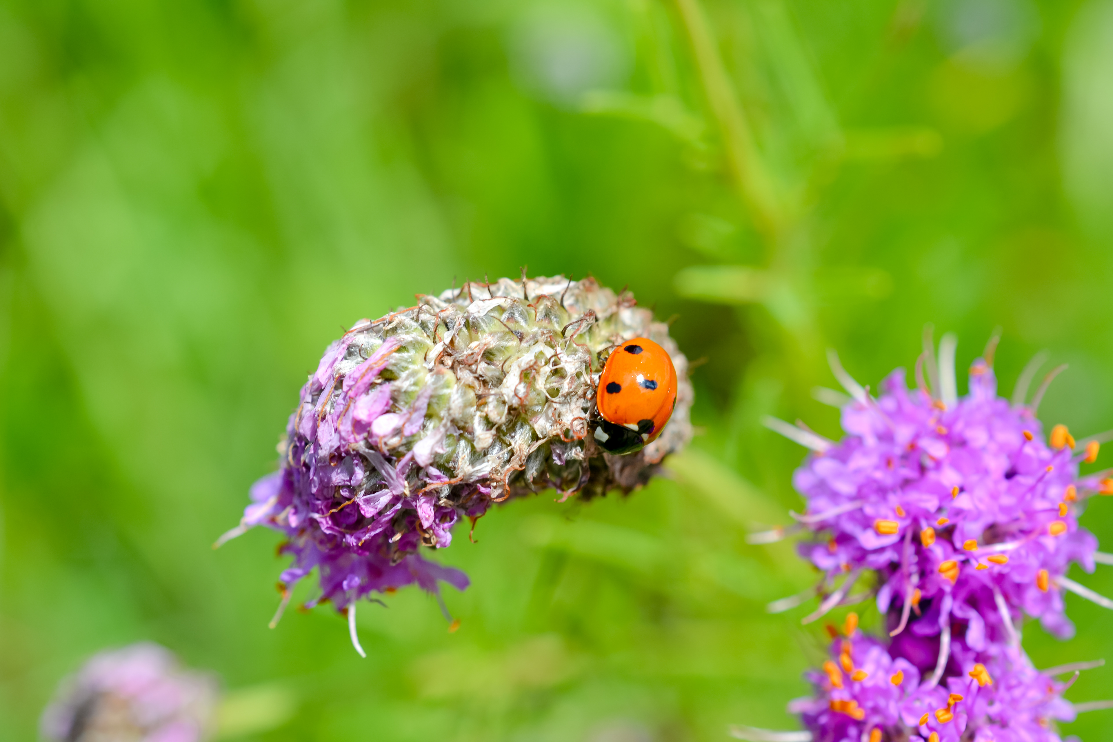 Doyle-Kennefick Regional Park