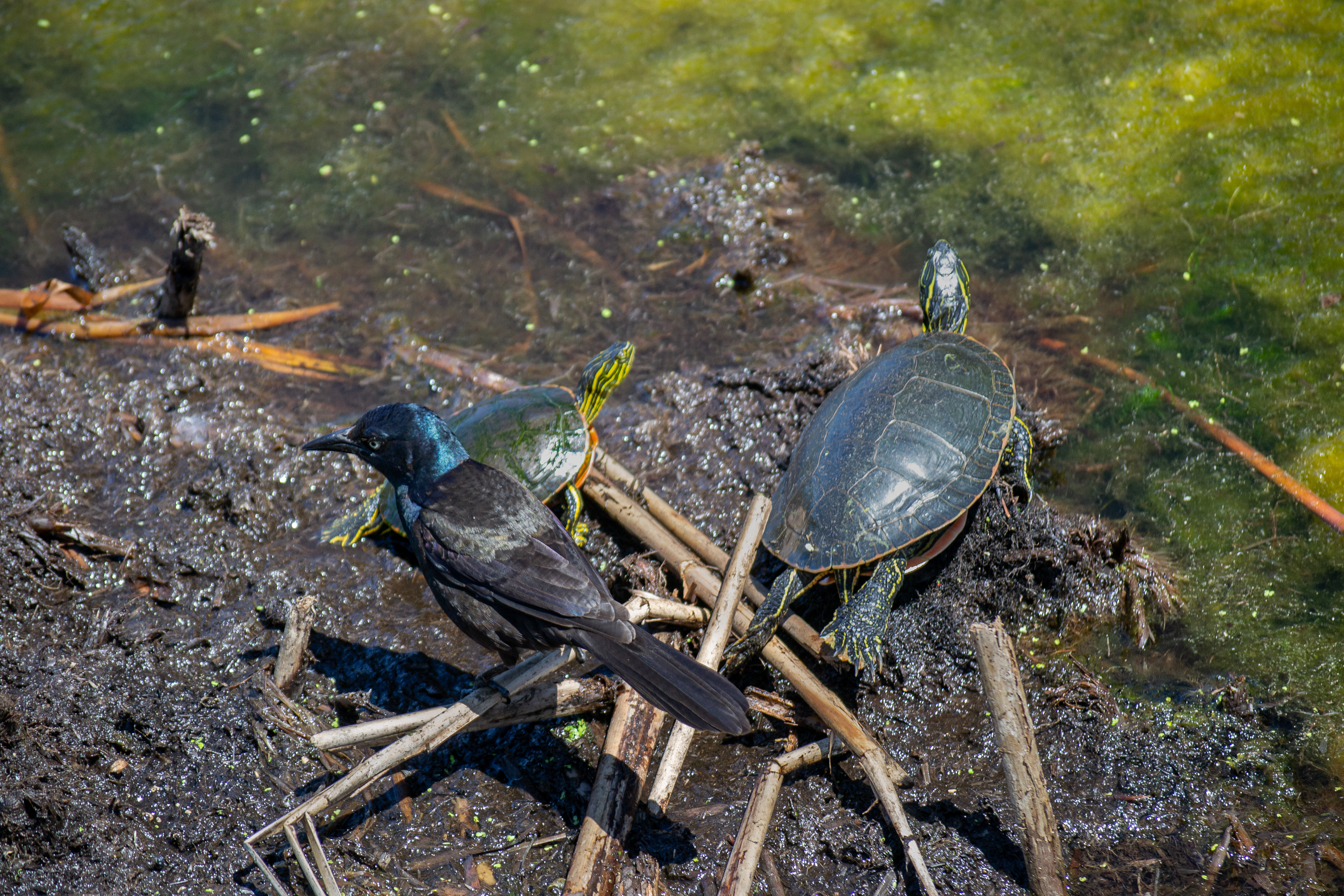 Common Grackle and Painted Turtles at Wood Lake Nature Center. Richfield, MN.