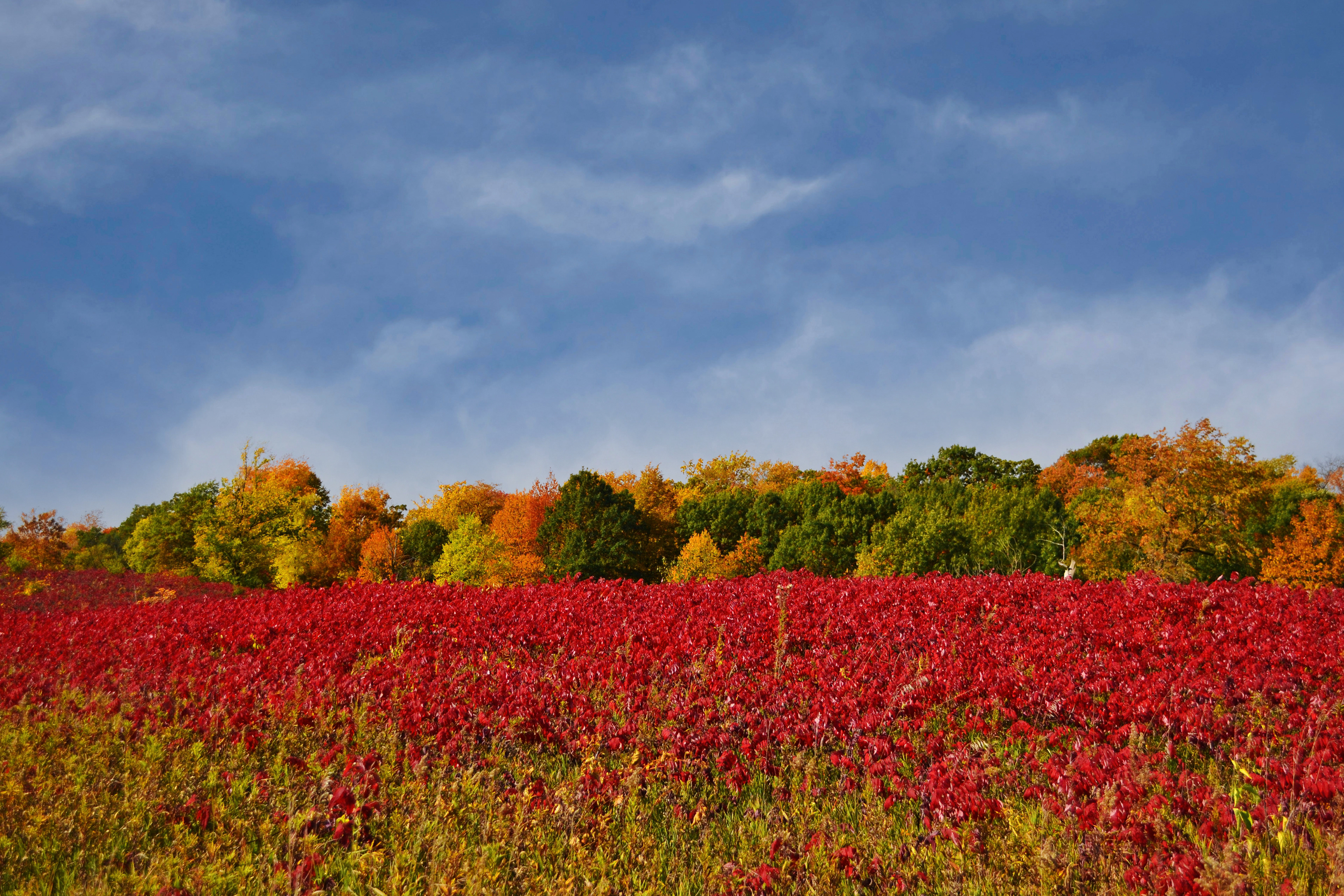 Murphy-Hanrehan Park Reserve