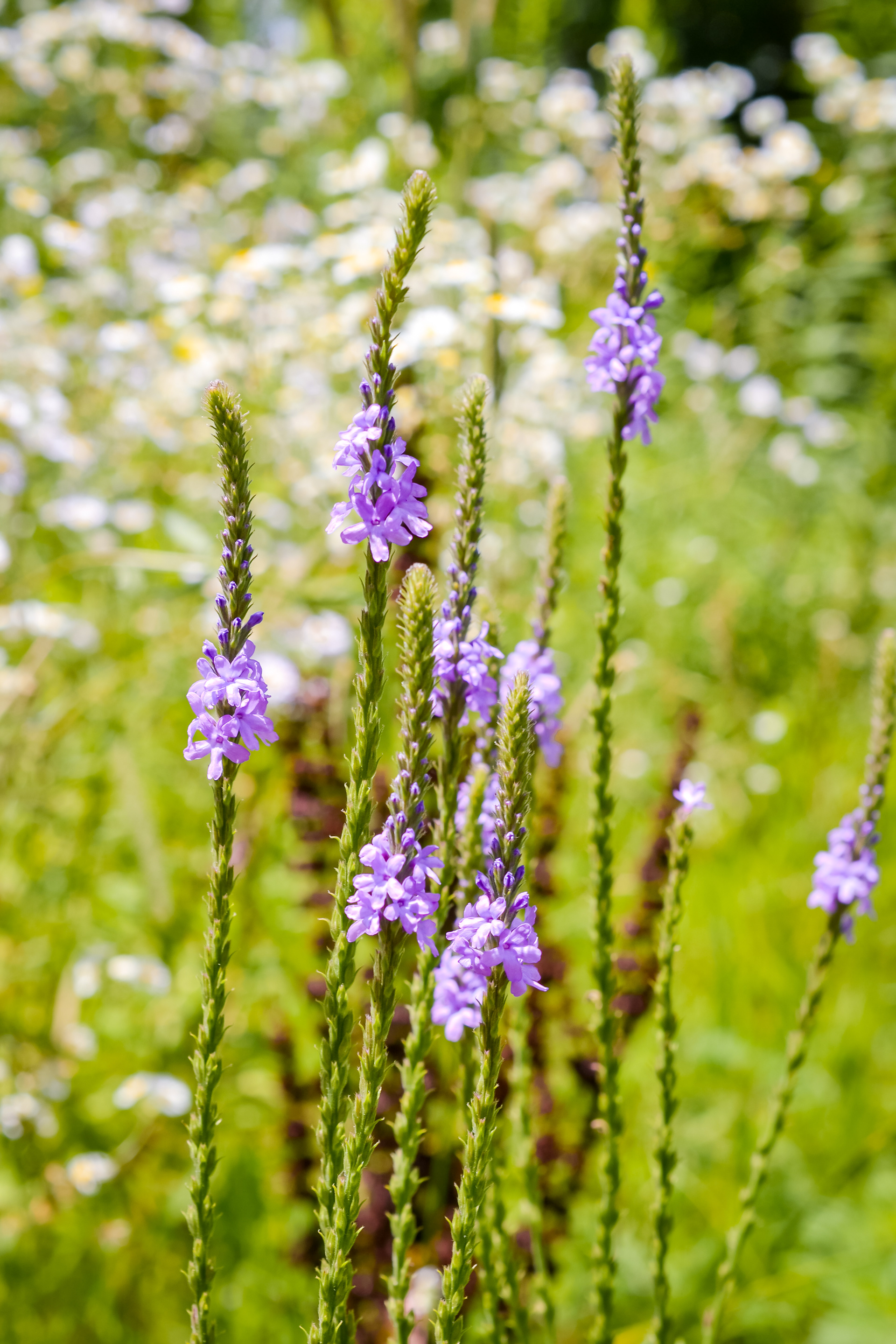 Doyle-Kennefick Regional Park