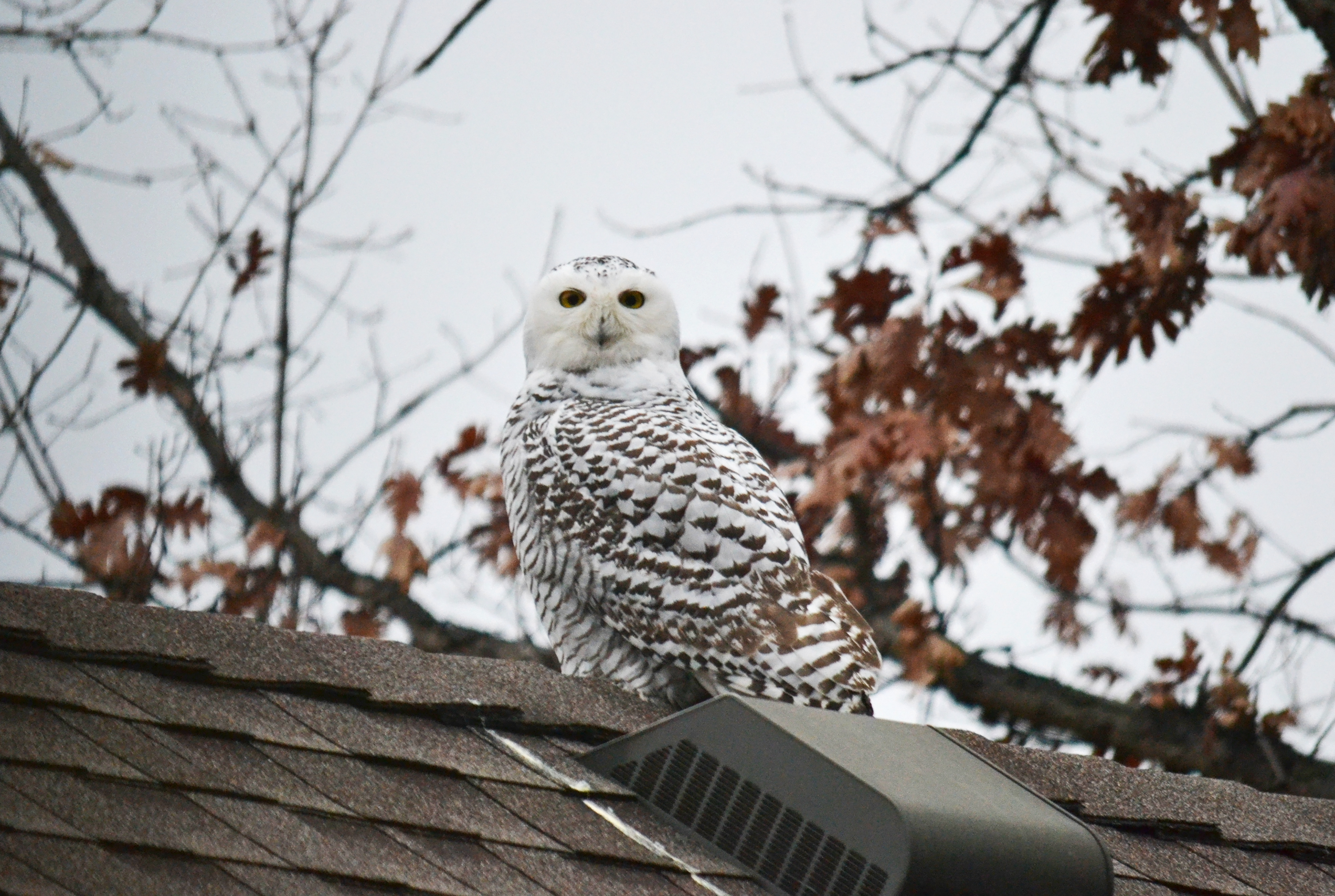Snowy Owl. Savage, MN.