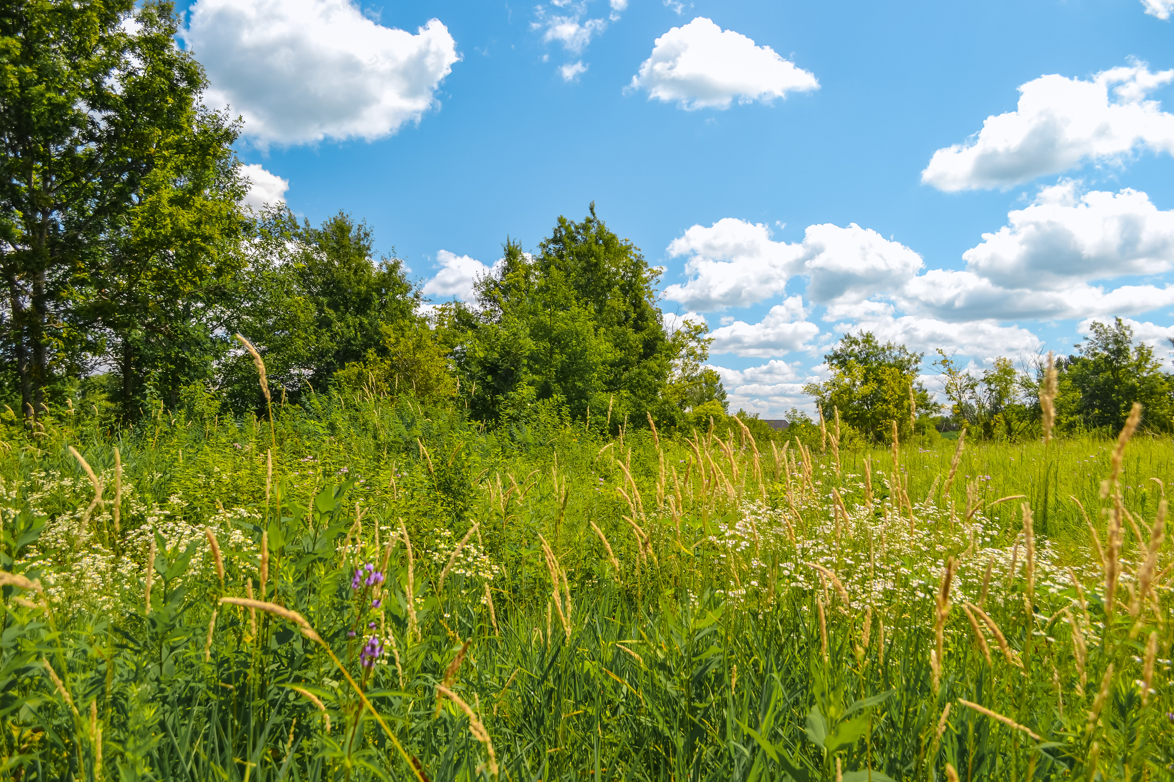 Doyle-Kennefick Regional Park