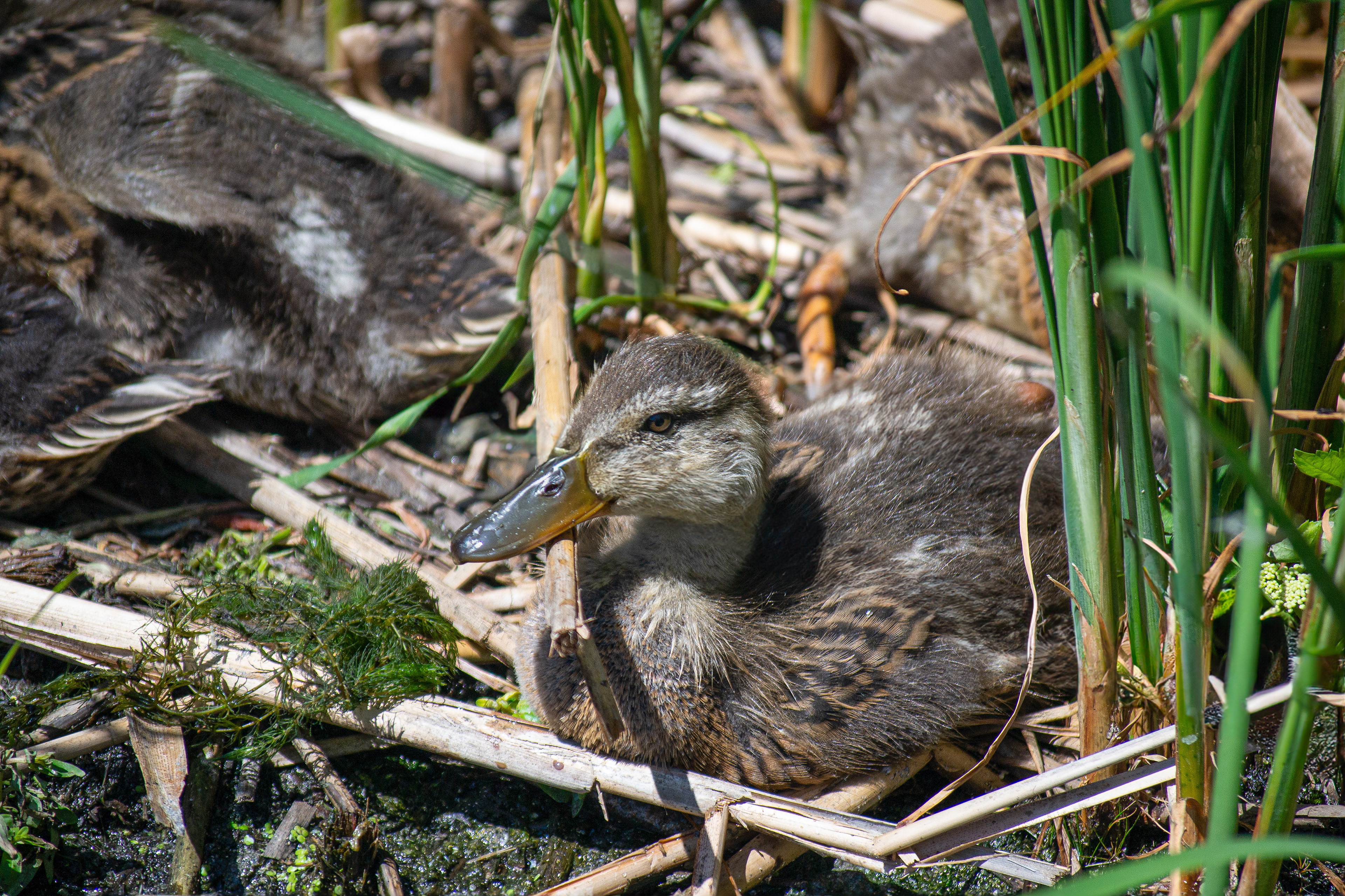Mallard Duckling. Wood Lake Nature Center. Richfield, MN.