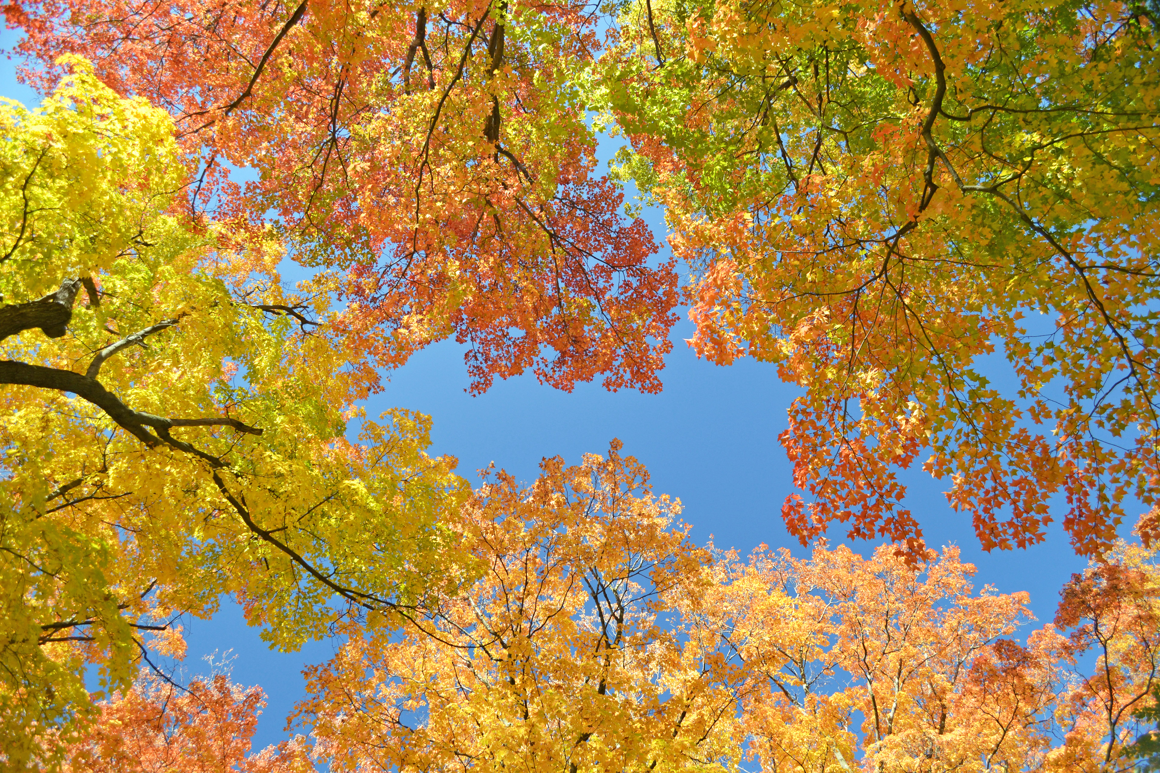 Minnesota Landscape Arboretum