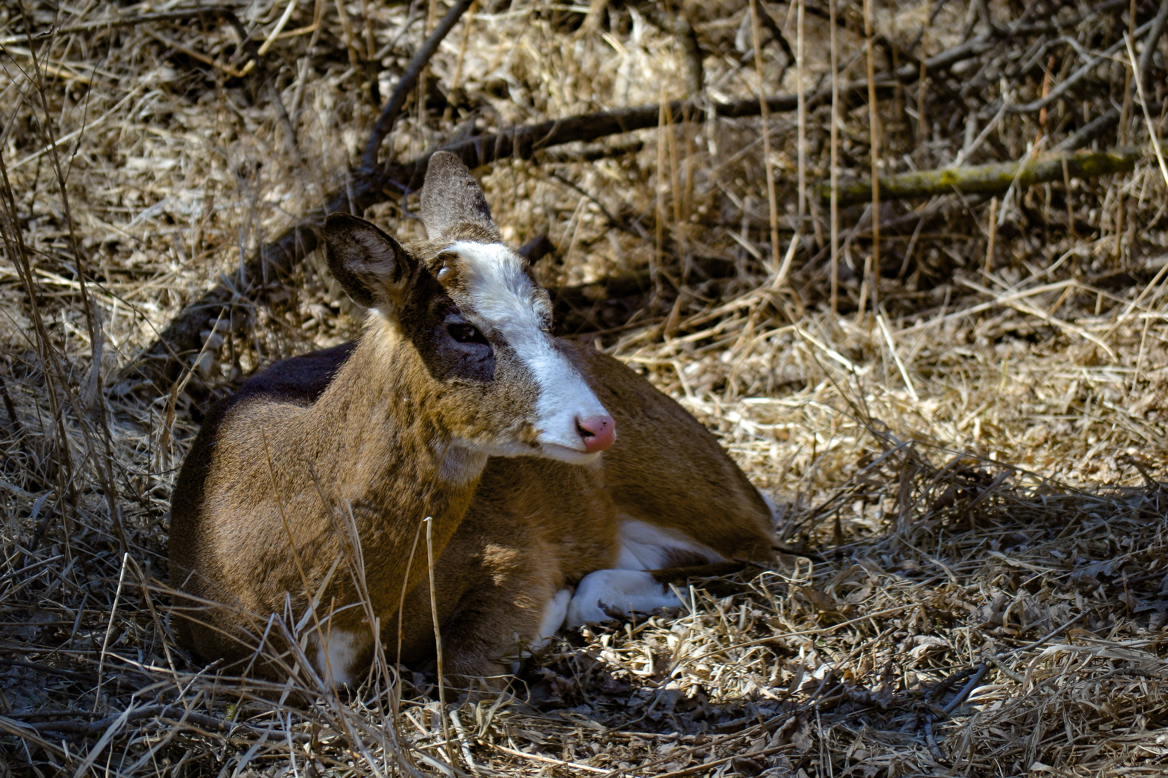 Piebald White-tailed Deer. Fort Snelling State Park. St. Paul, MN.