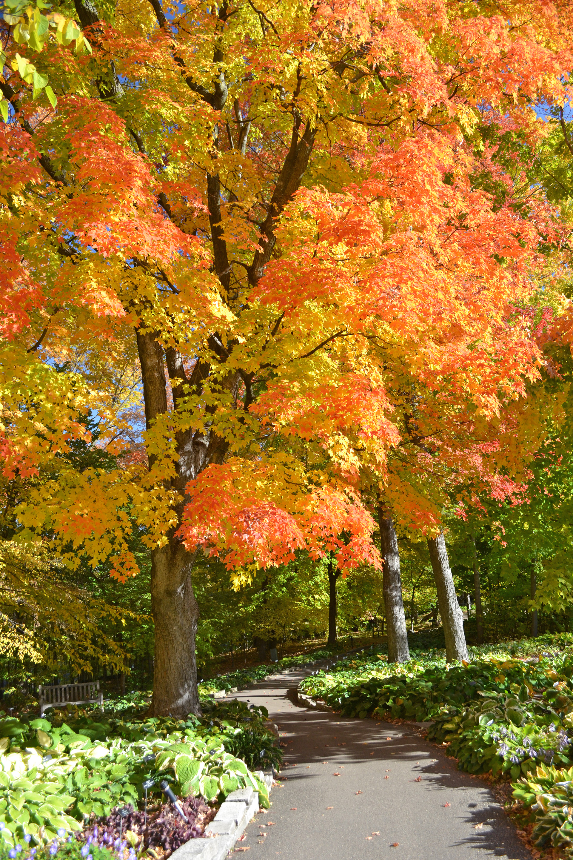 Minnesota Landscape Arboretum