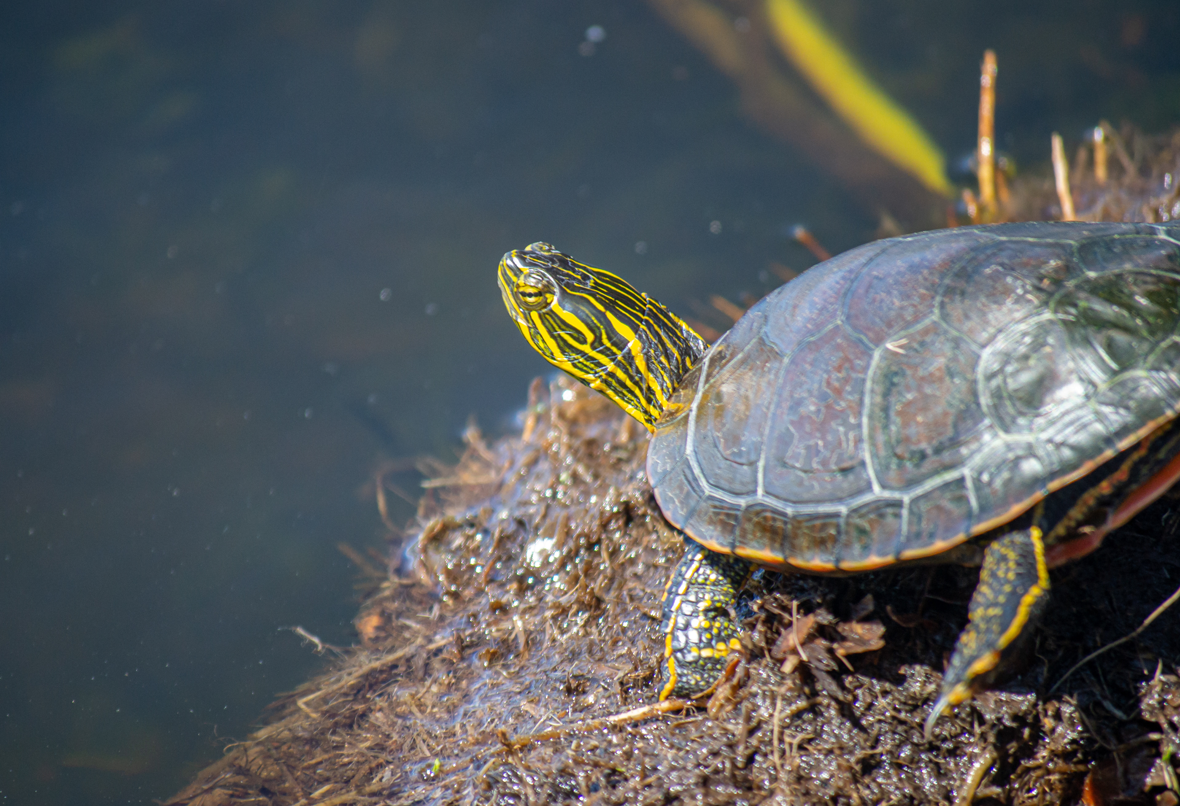 Painted Turtle. Wood Lake Nature Center. Richfield, MN.