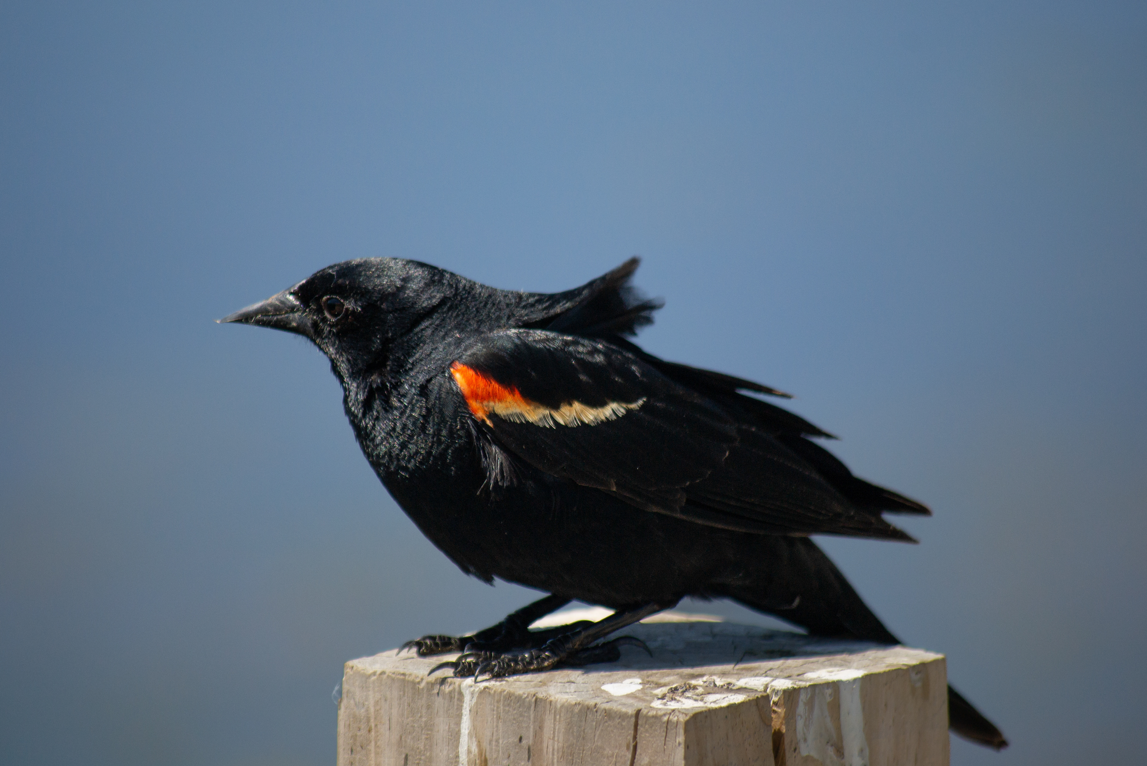 Red-winged Blackbird. Wood Lake Nature Center. Richfield, MN..