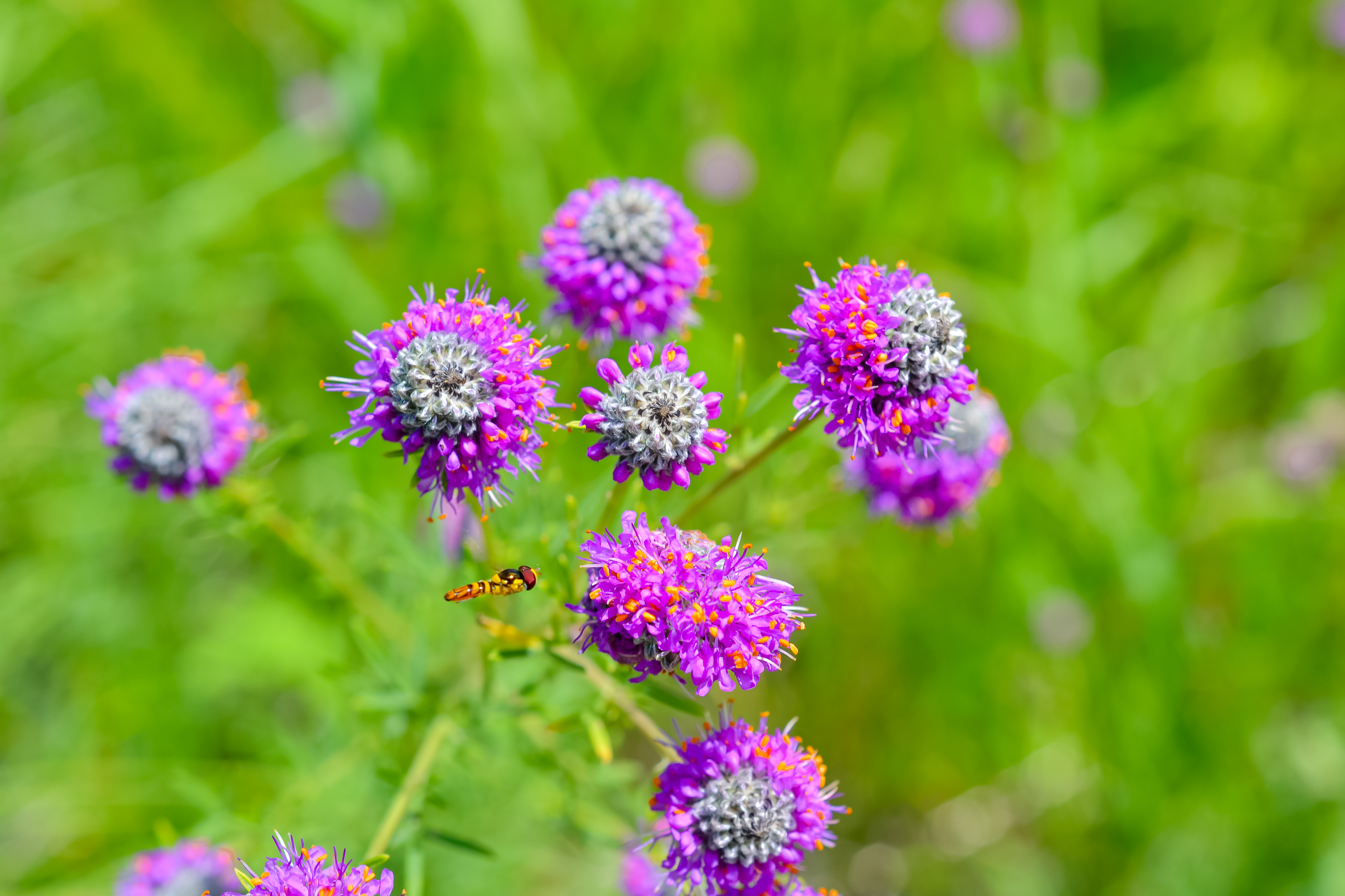 Doyle-Kennefick Regional Park