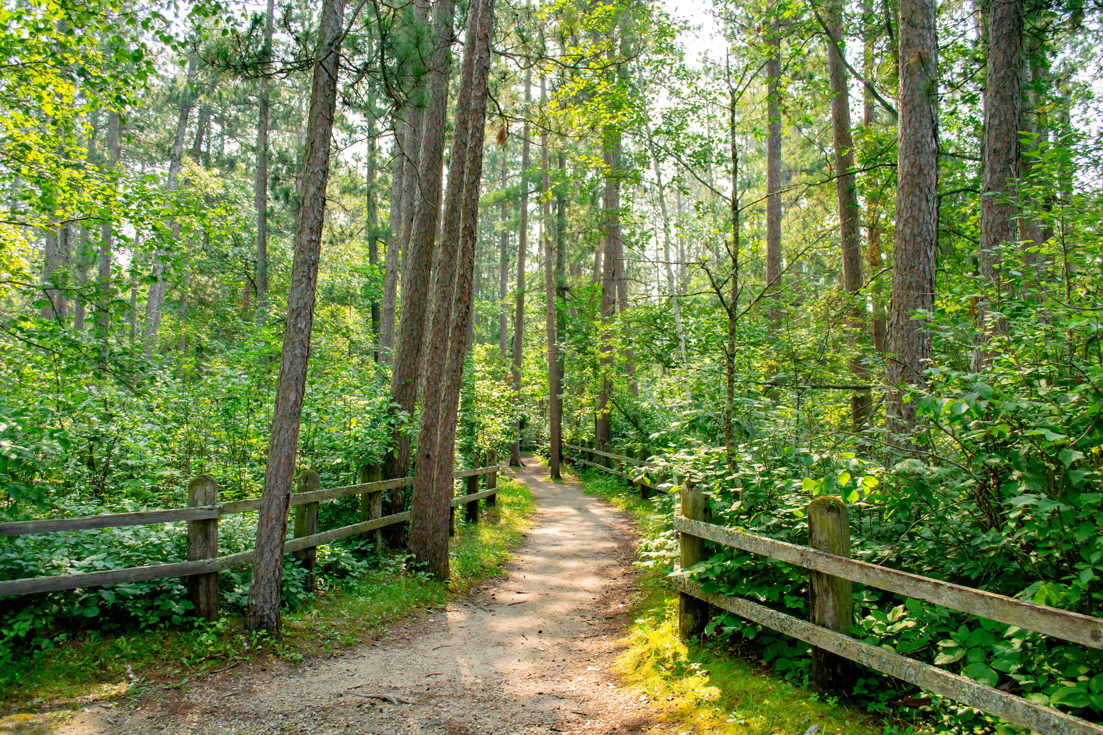 Indian burial mounds in Itasca State Park.