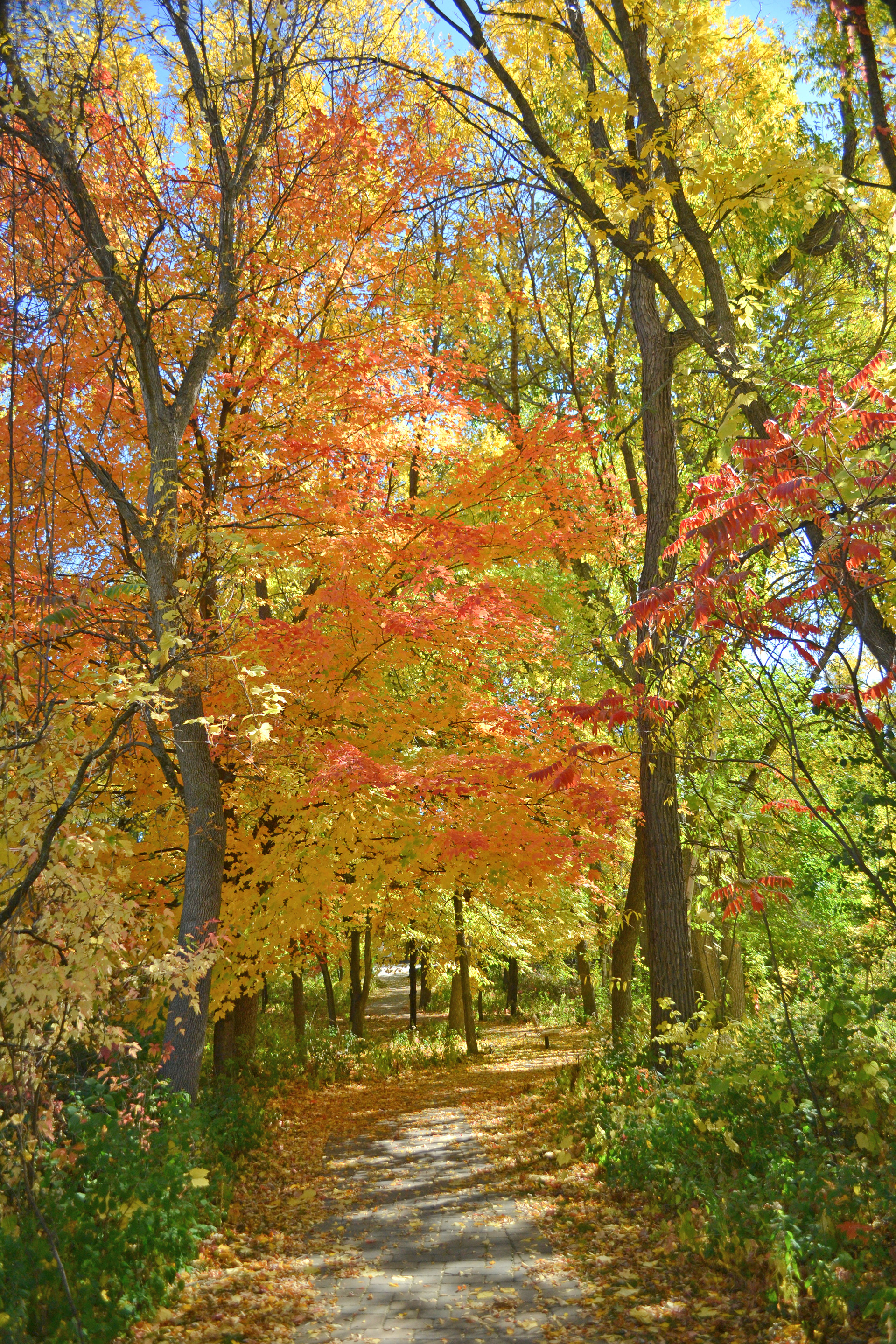 Hyland Lake Park Reserve