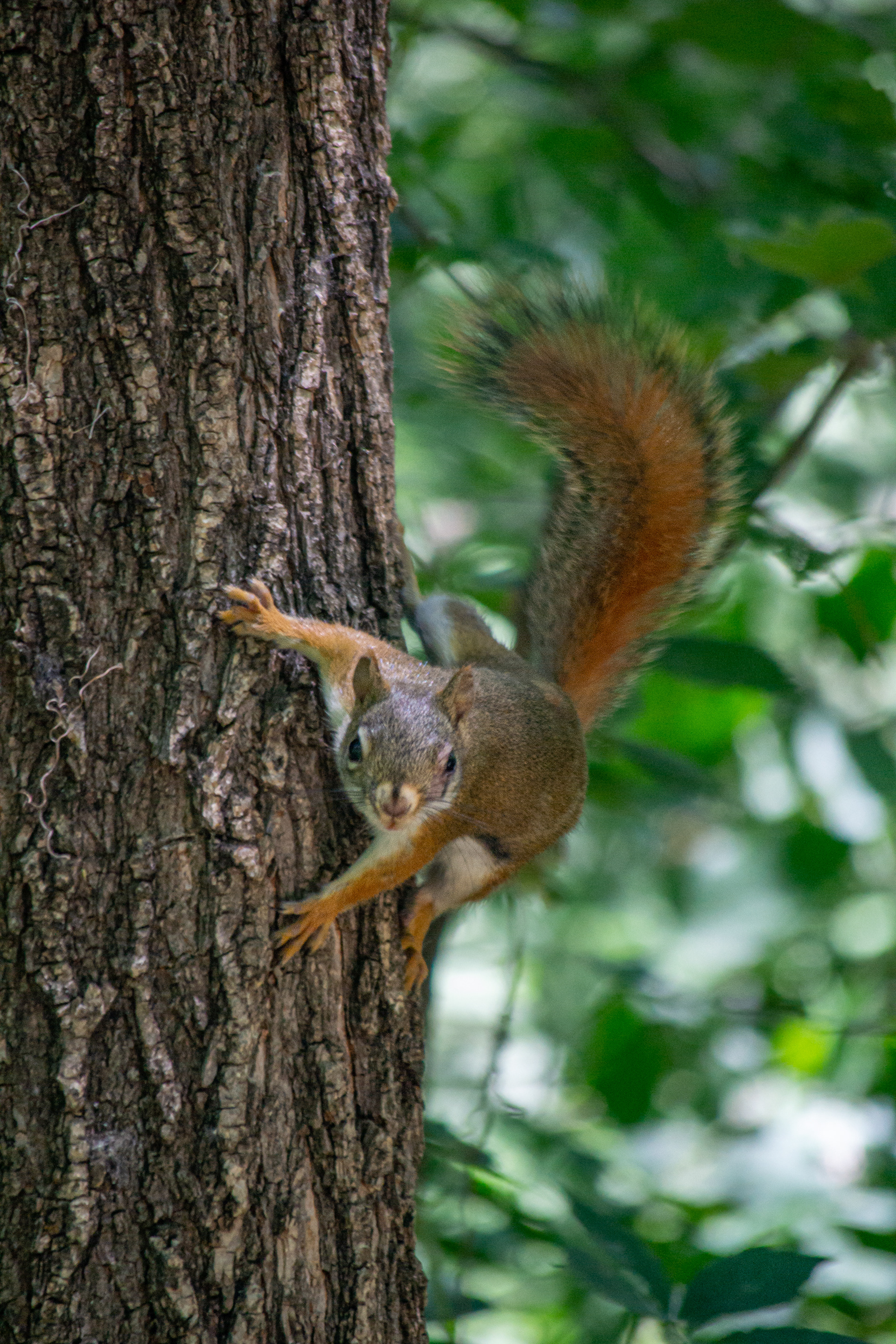 American Red Squirrel. Wood Lake Nature Center. Richfield, MN.
