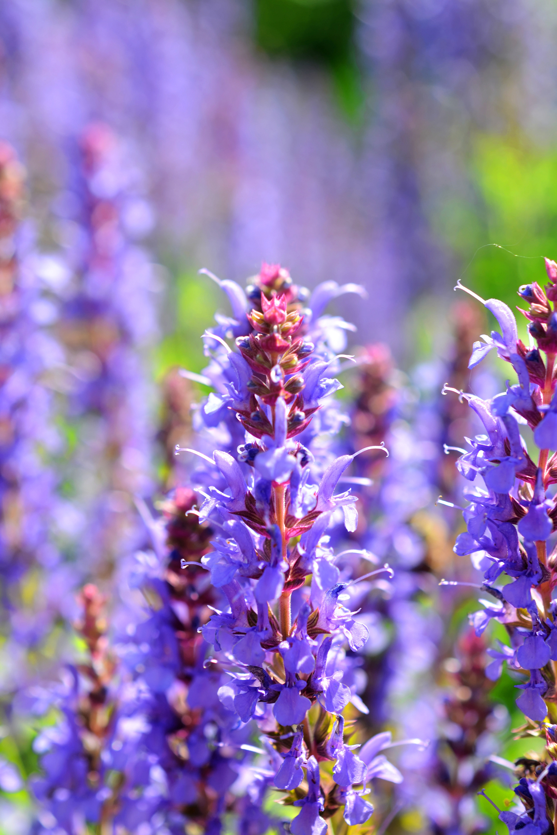 Minnesota Landscape Arboretum