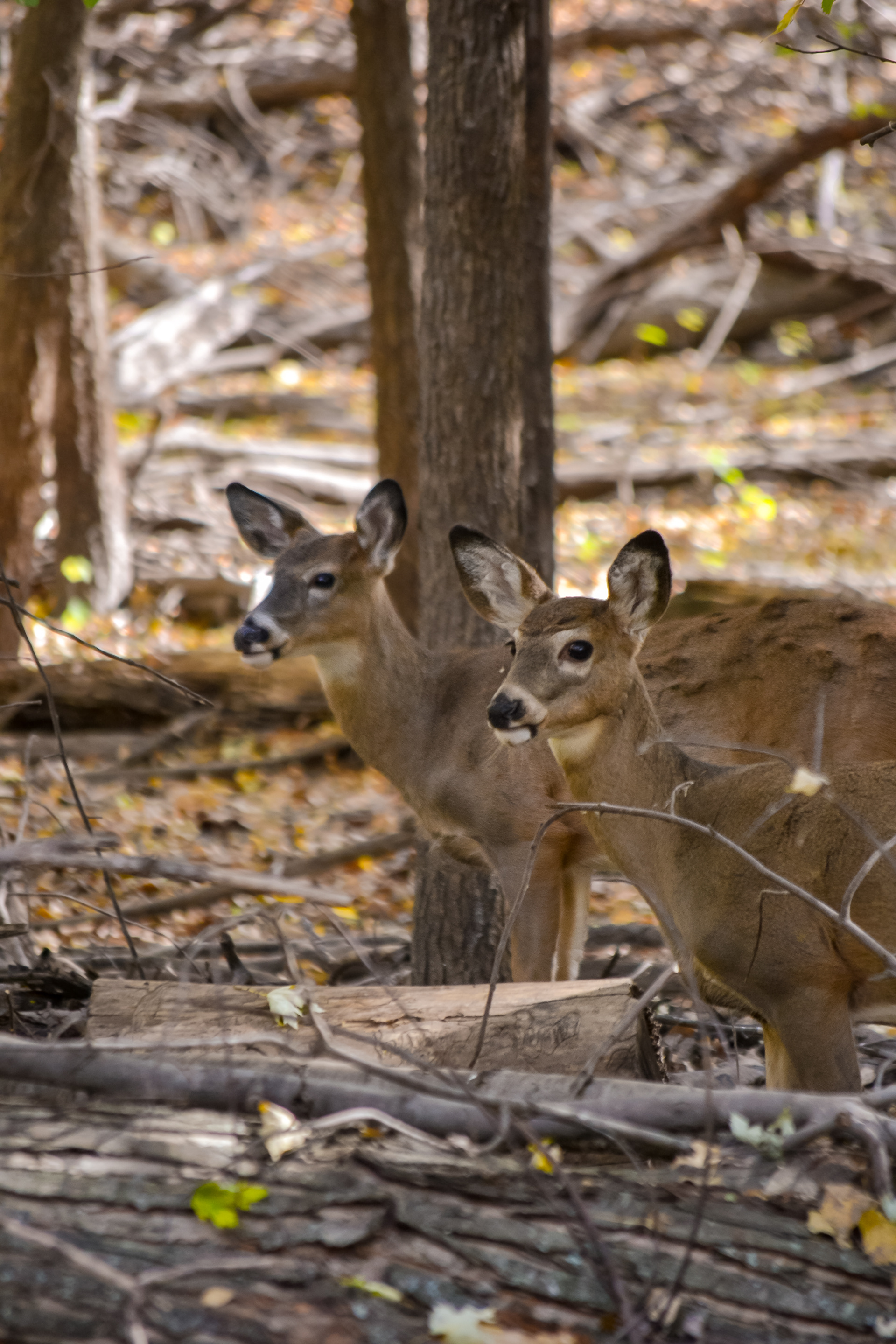 White-tailed Deer at Fort Snelling State Park.
