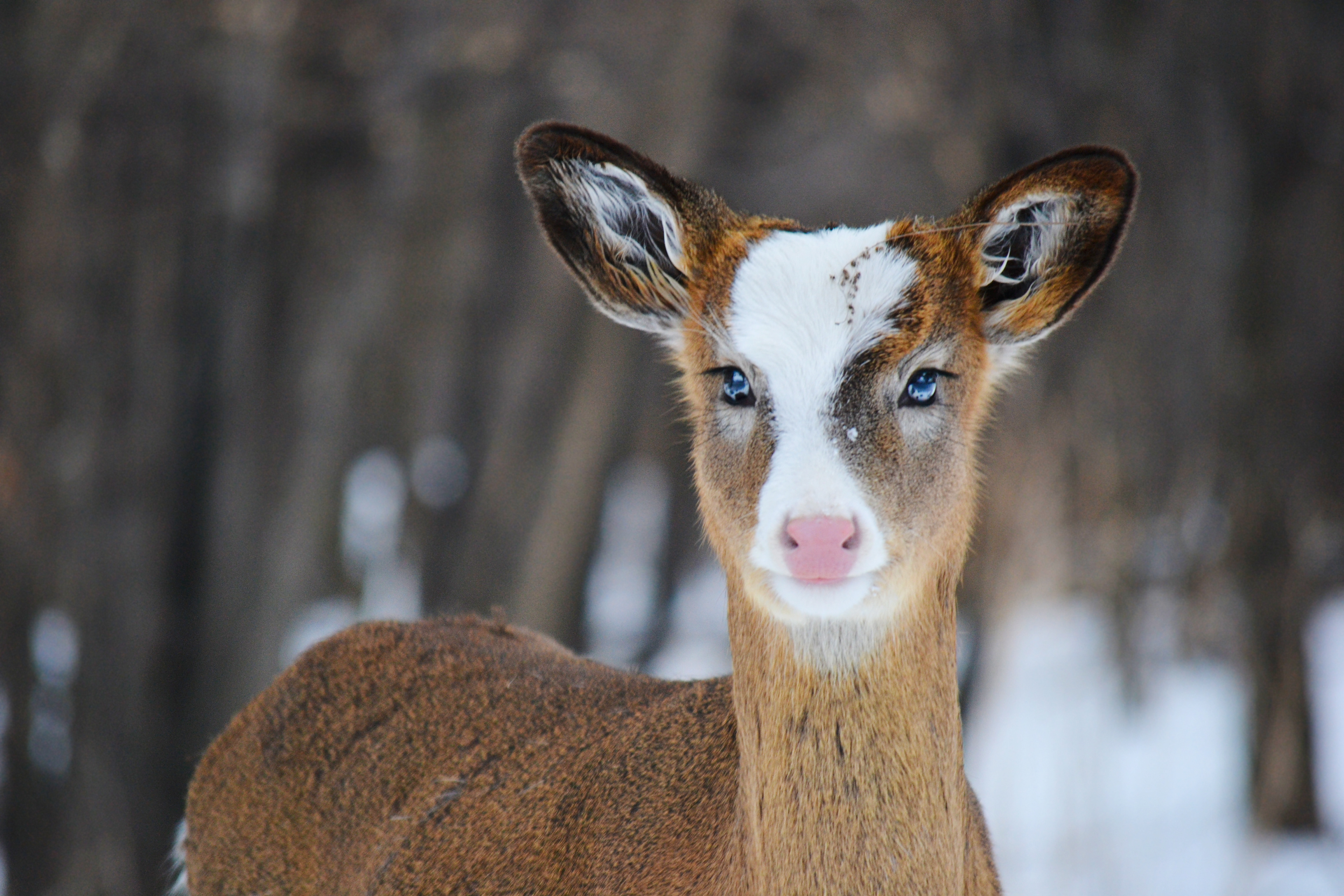 Piebald White-tailed Deer. Fort Snelling State Park. St. Paul, MN.