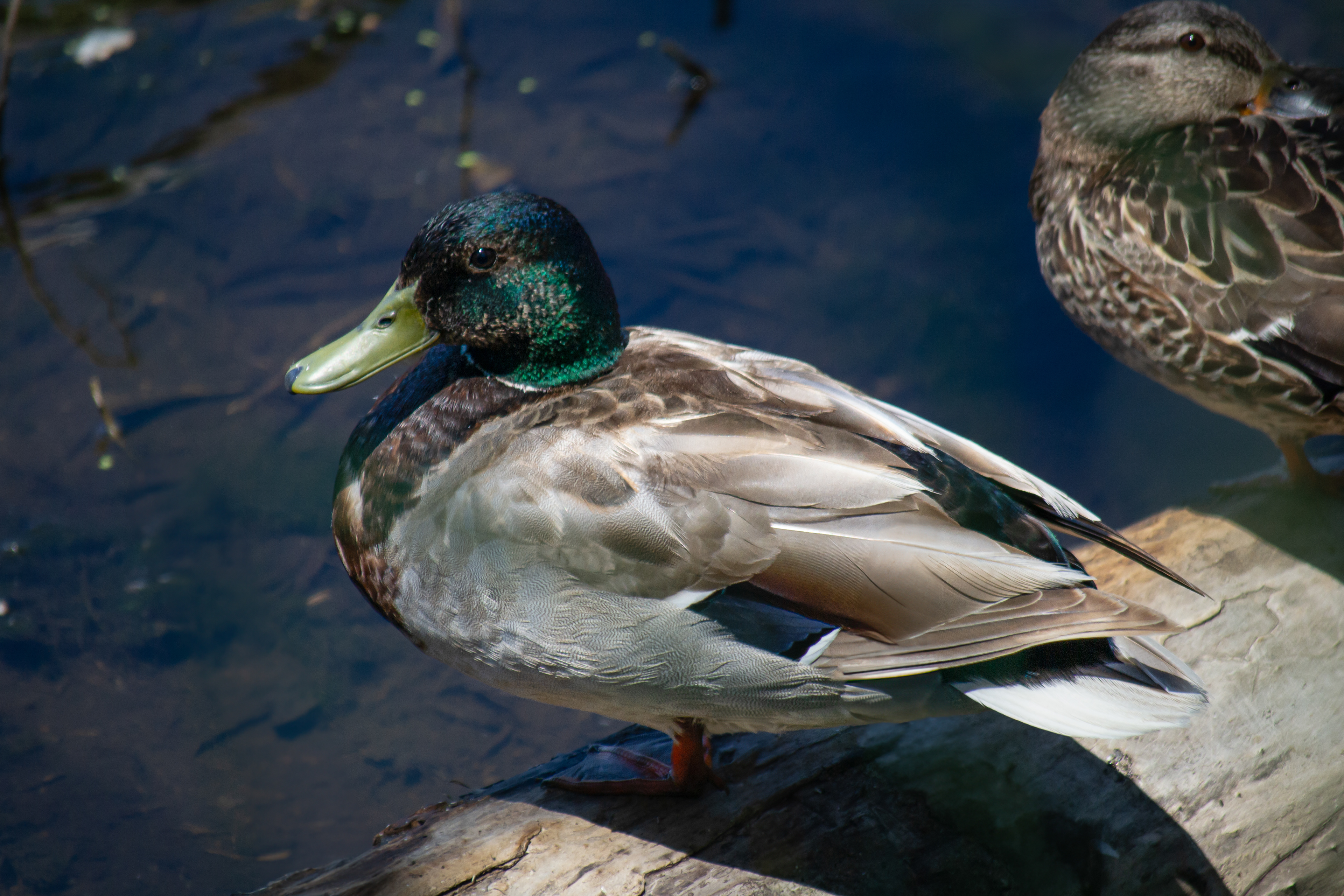 Wild Mallard. Wood Lake Nature Center. Richfield, MN.