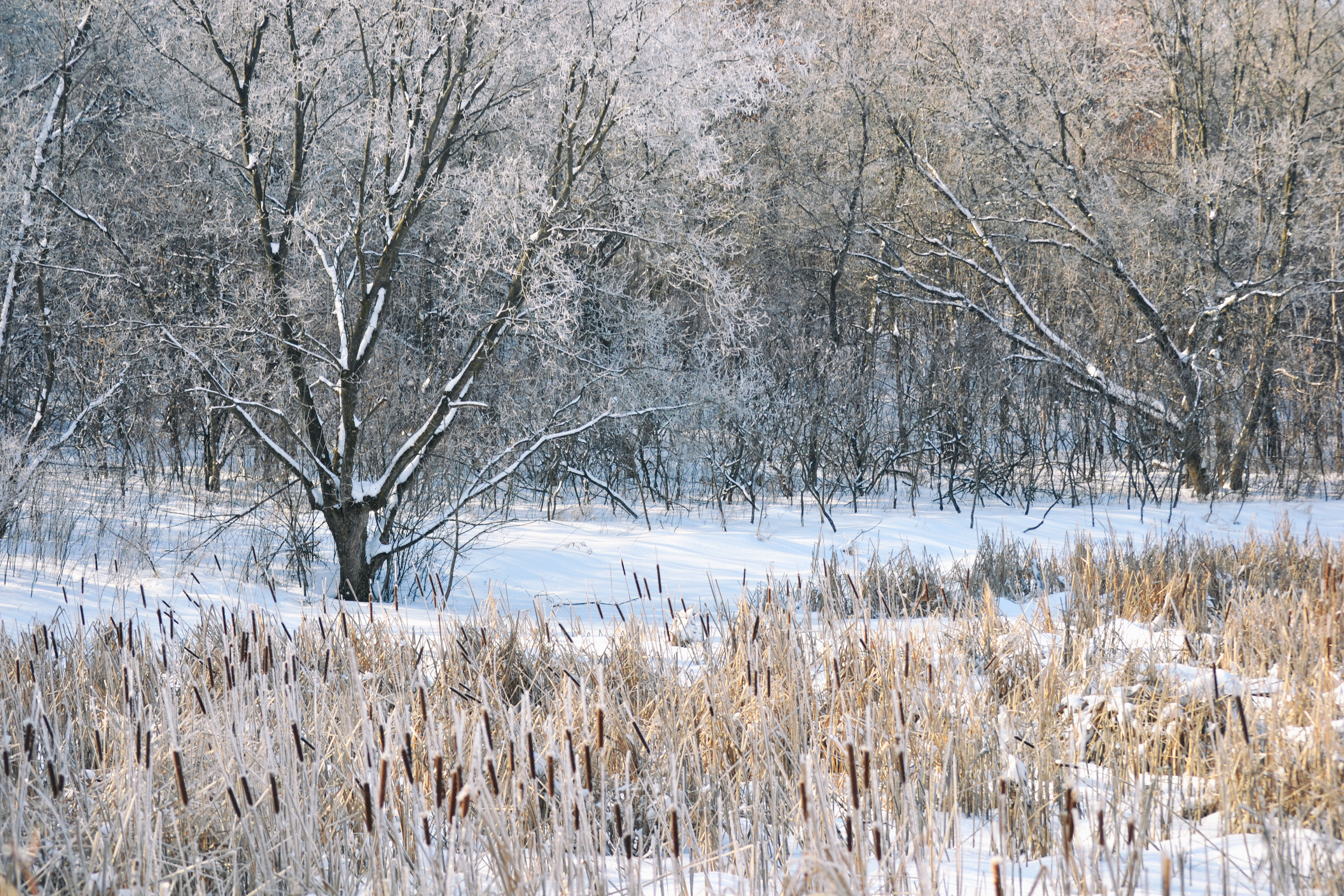Murphy-Hanrehan Park Reserve