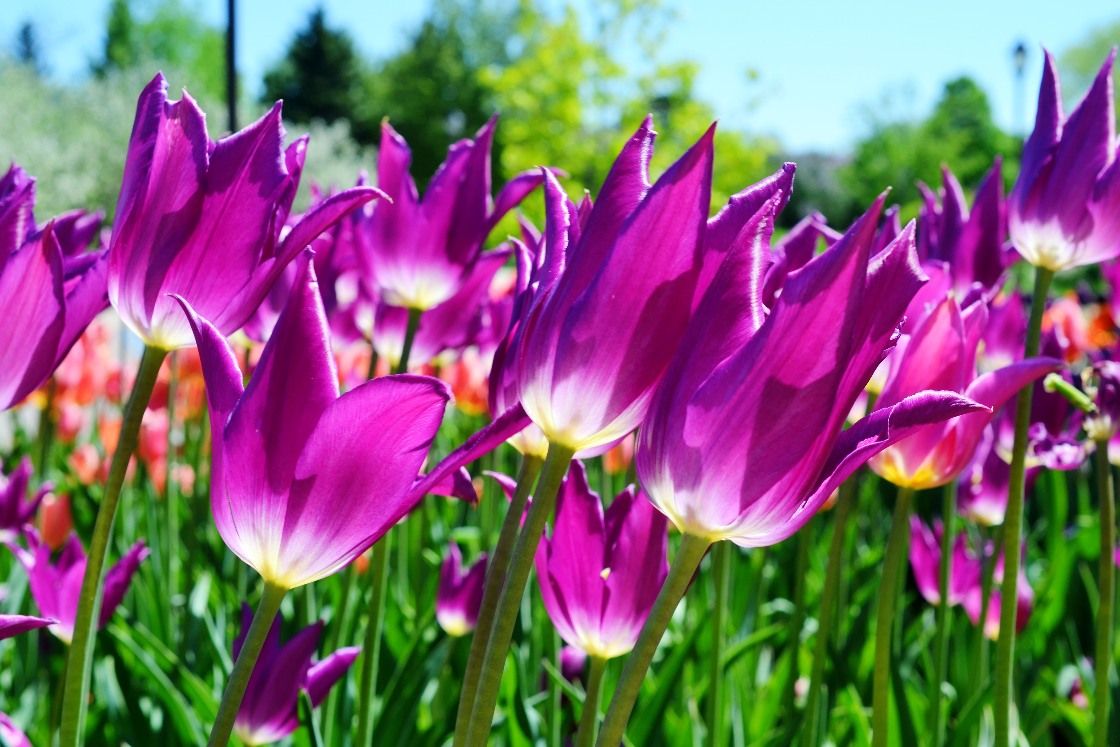Minnesota Landscape Arboretum