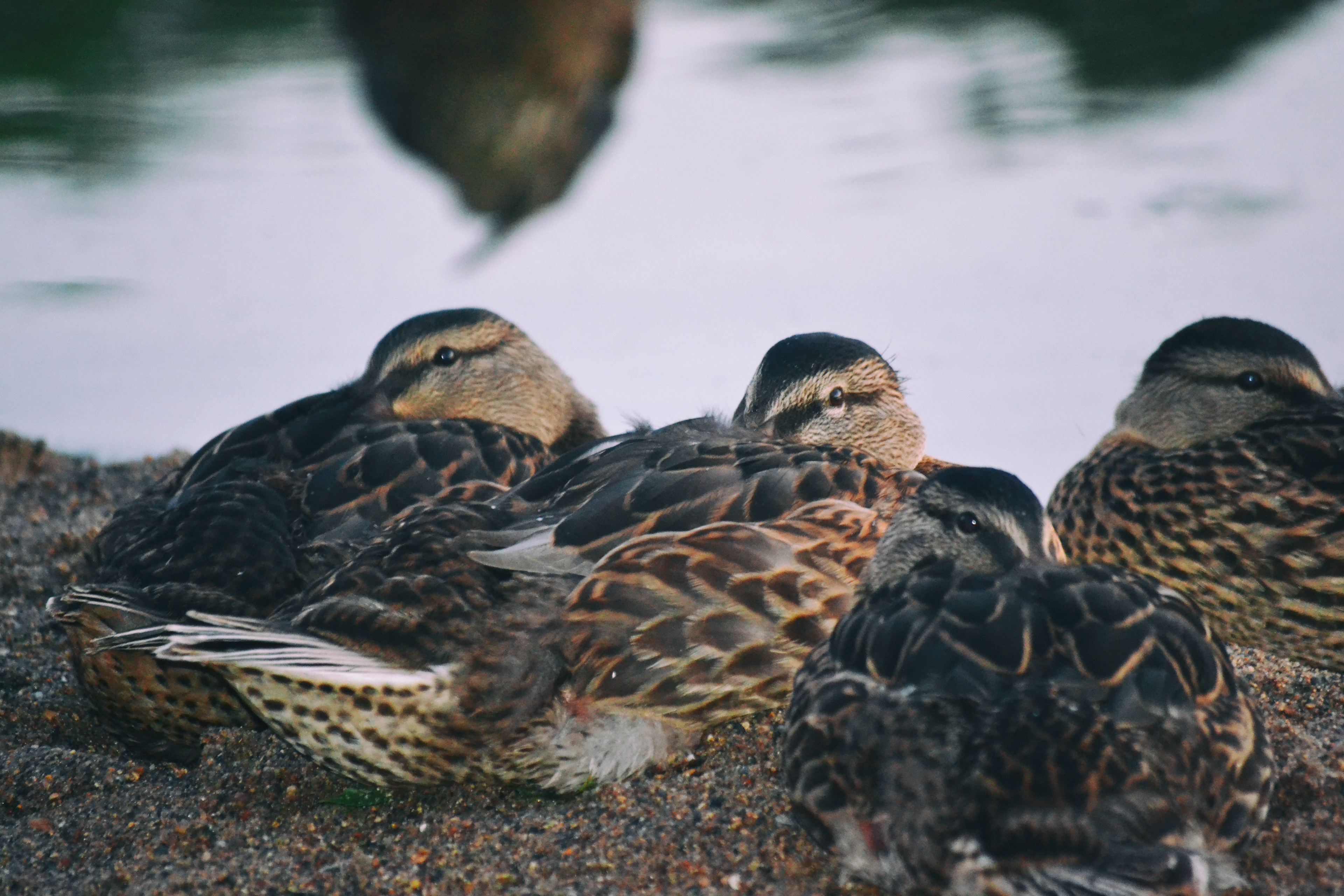 Mallards at Cleary Lake.