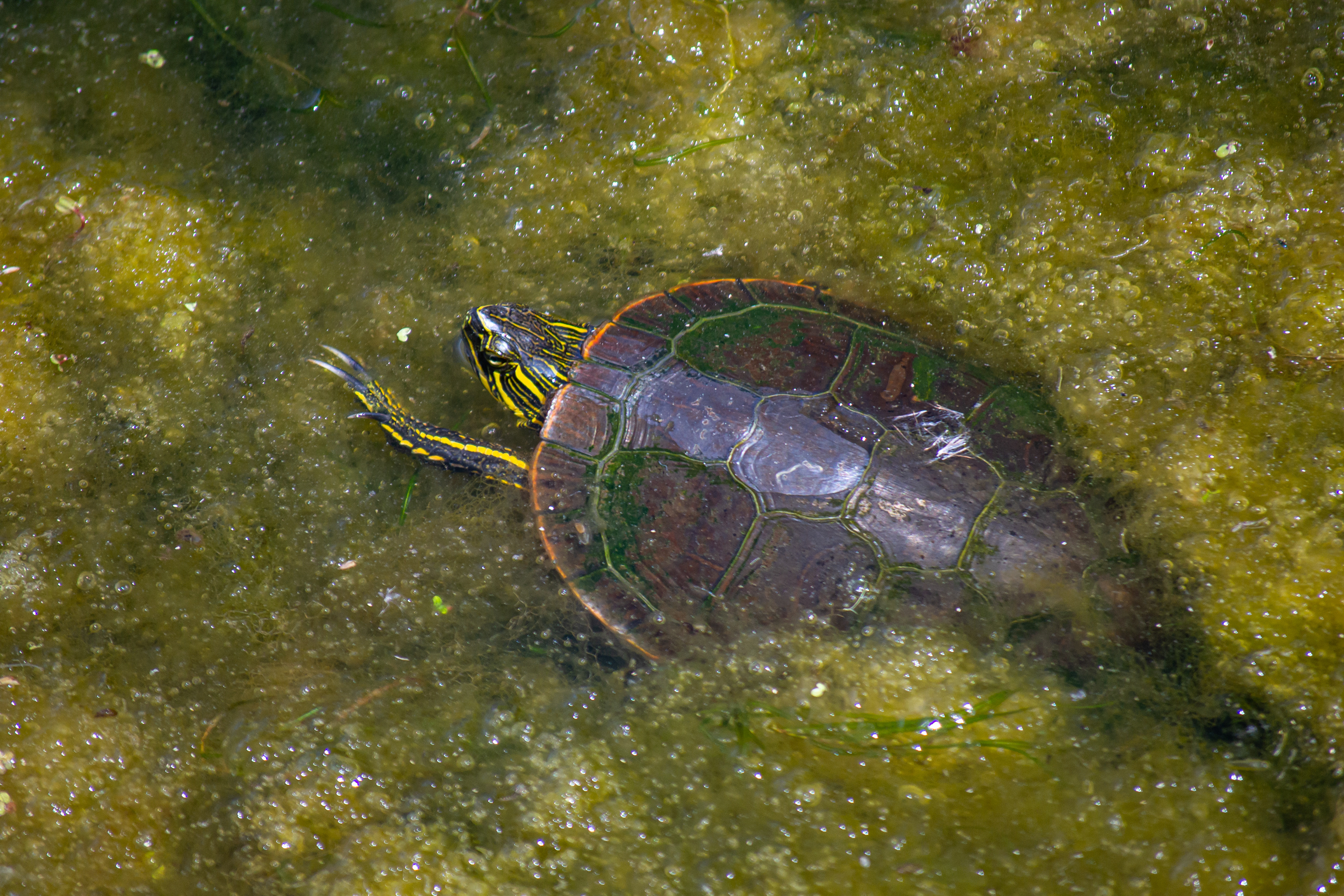 Painted Turtle. Wood Lake Nature Center. Richfield, MN.
