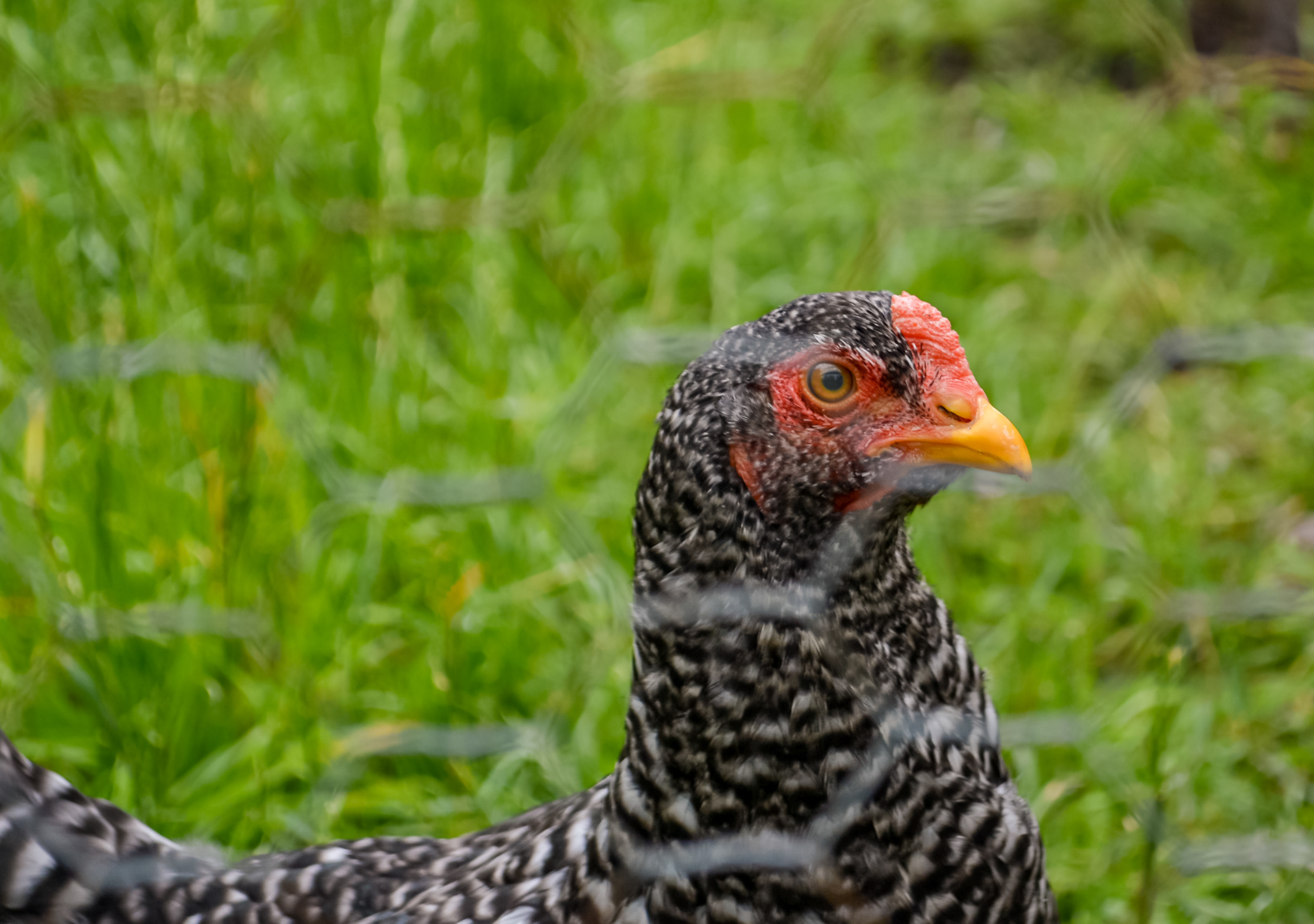 Chickens at The Landing. Shakopee, MN. June 2024.