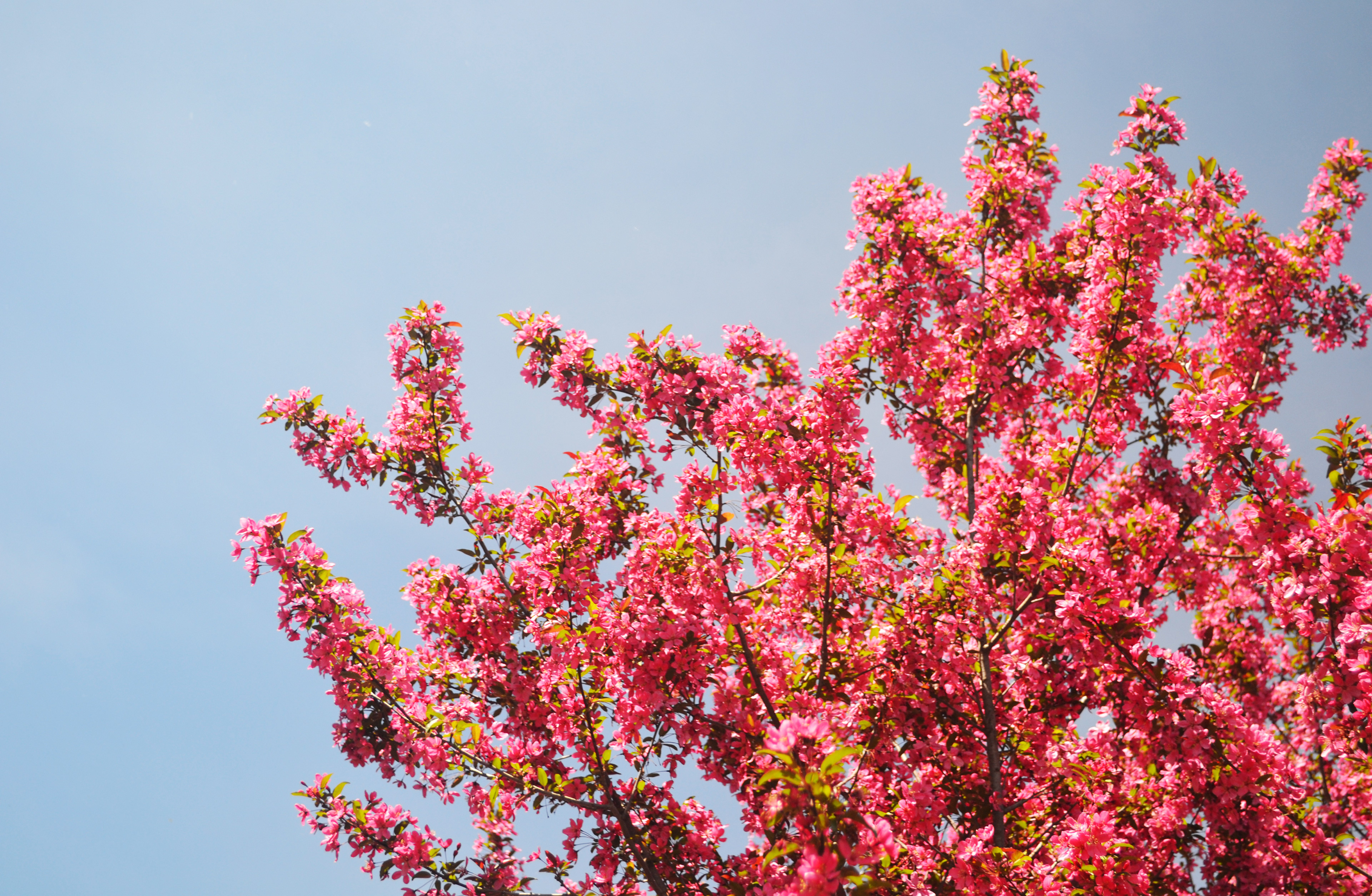 Minnesota Landscape Arboretum