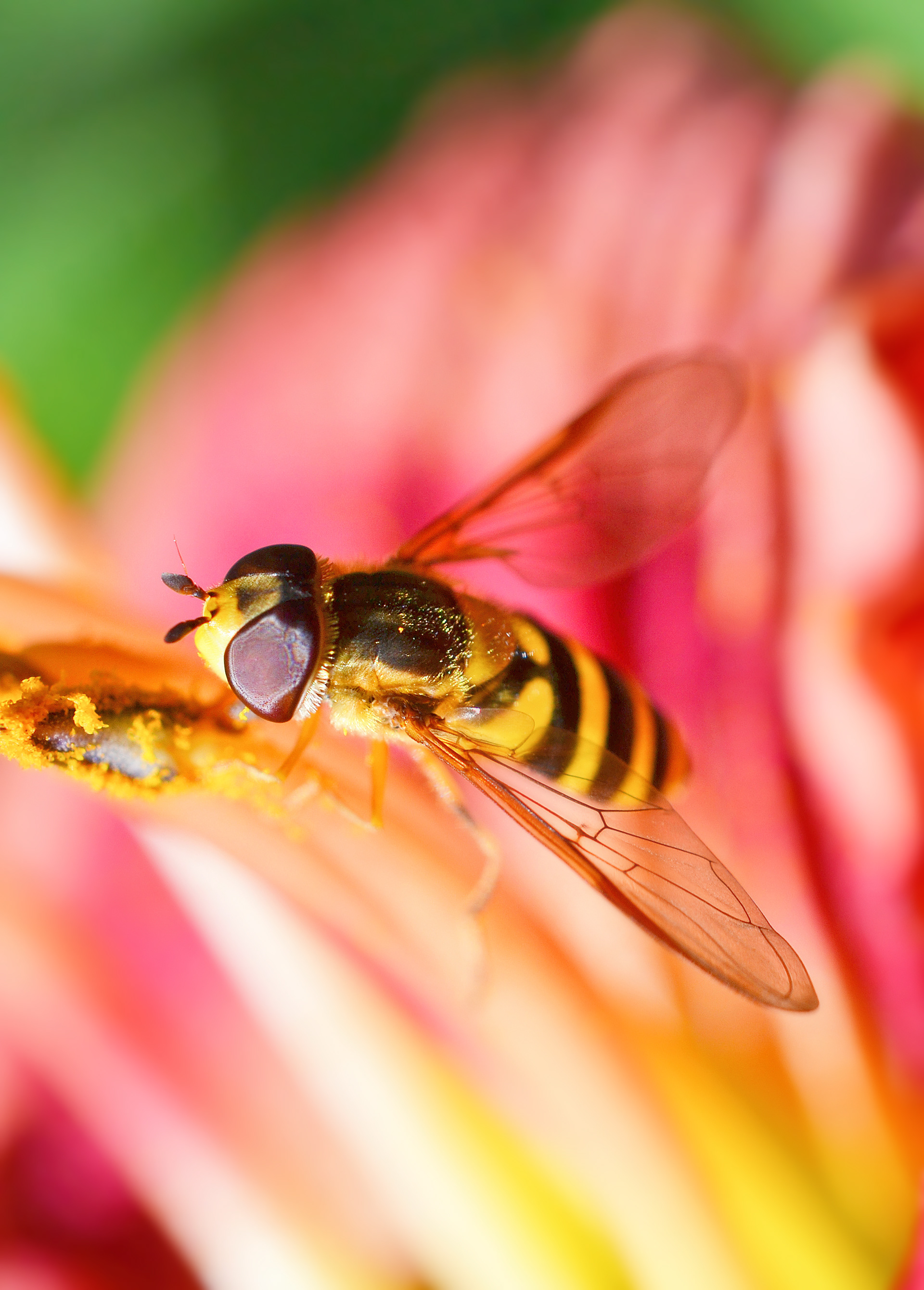 Syrphus Ribesii (Hoverfly)