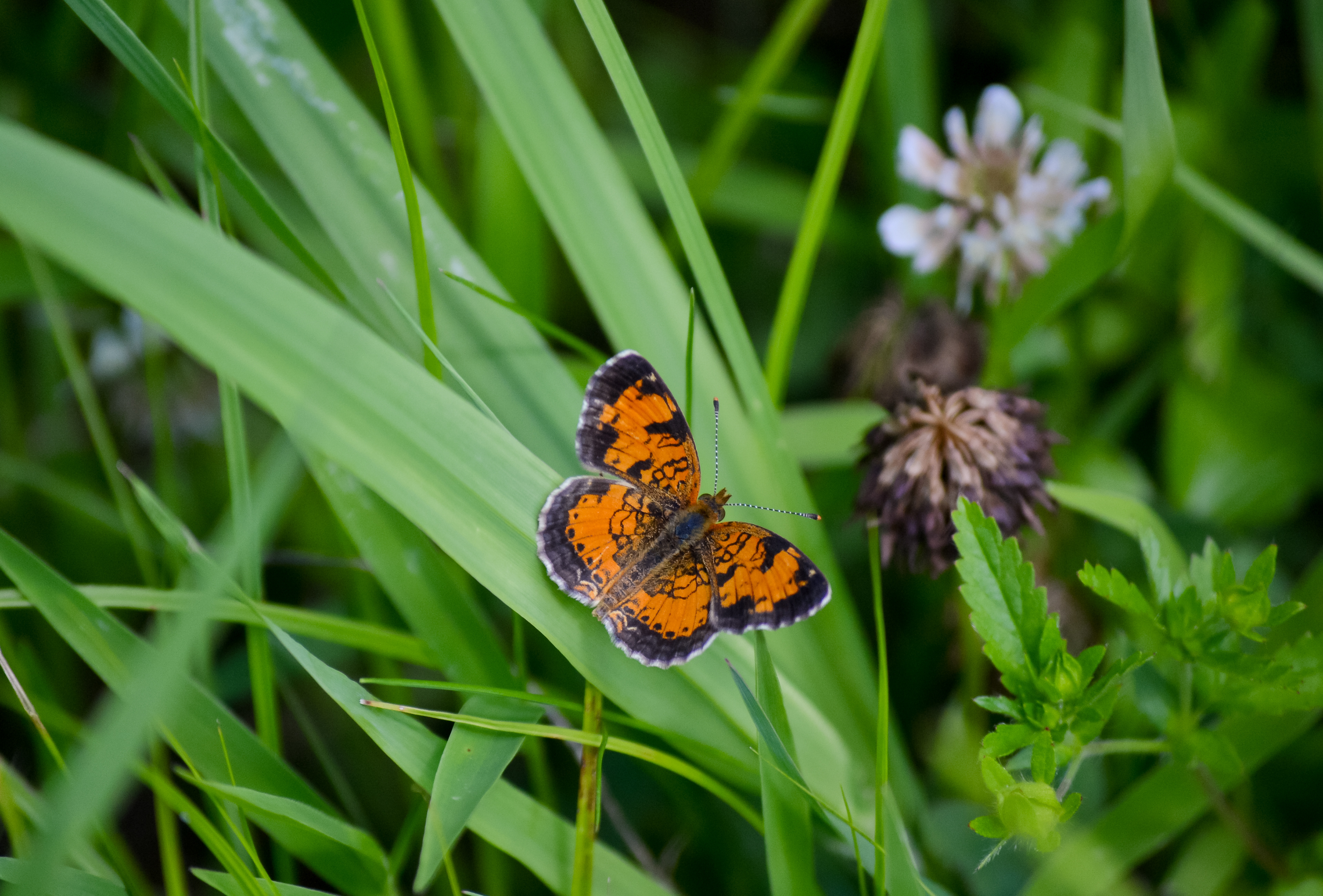 Doyle-Kennefick Regional Park