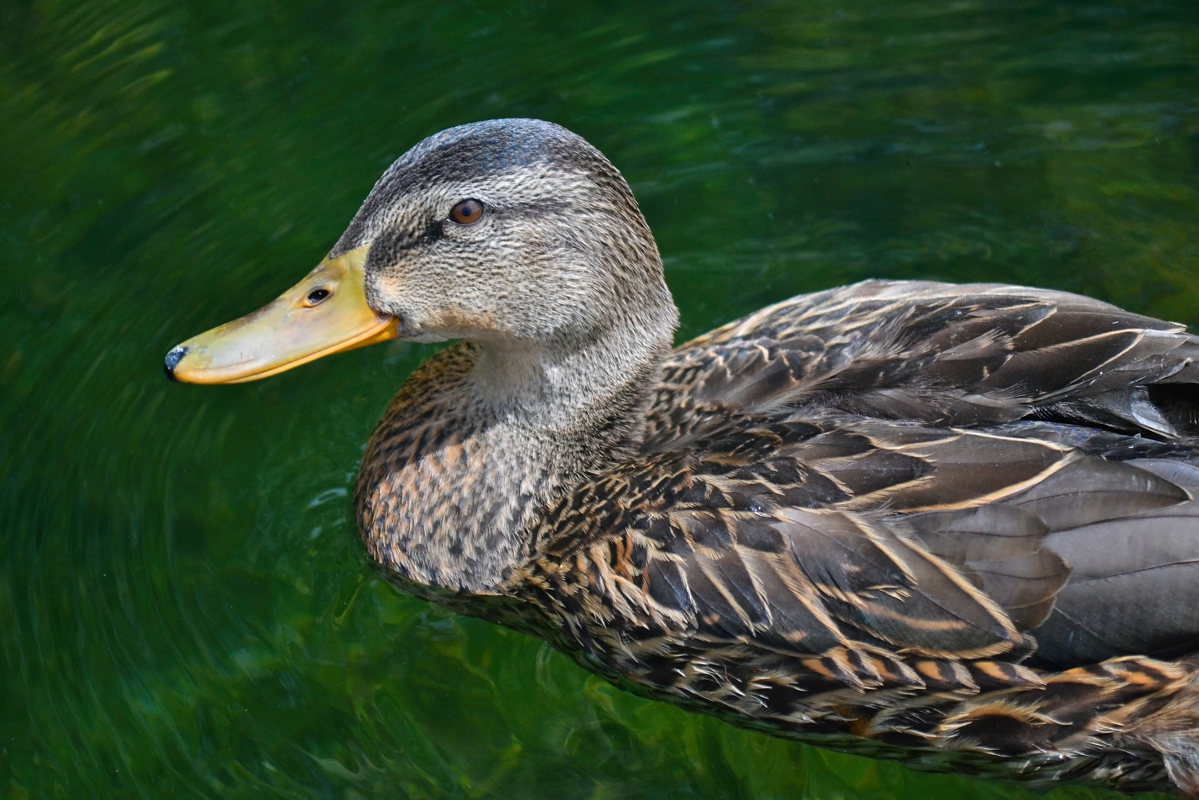  Mallard in Memorial Park. Shakopee, MN. 