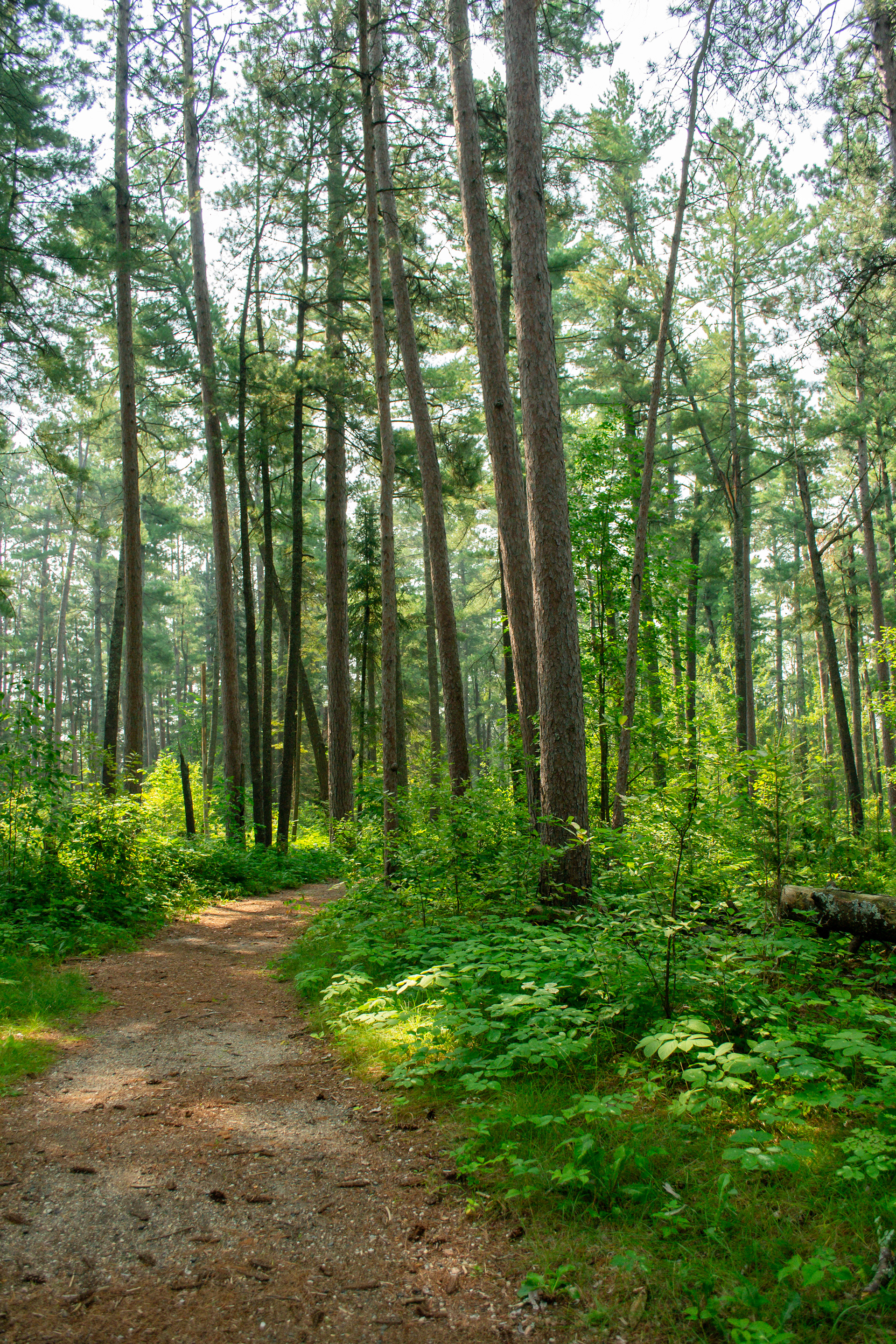 Itasca State Park.