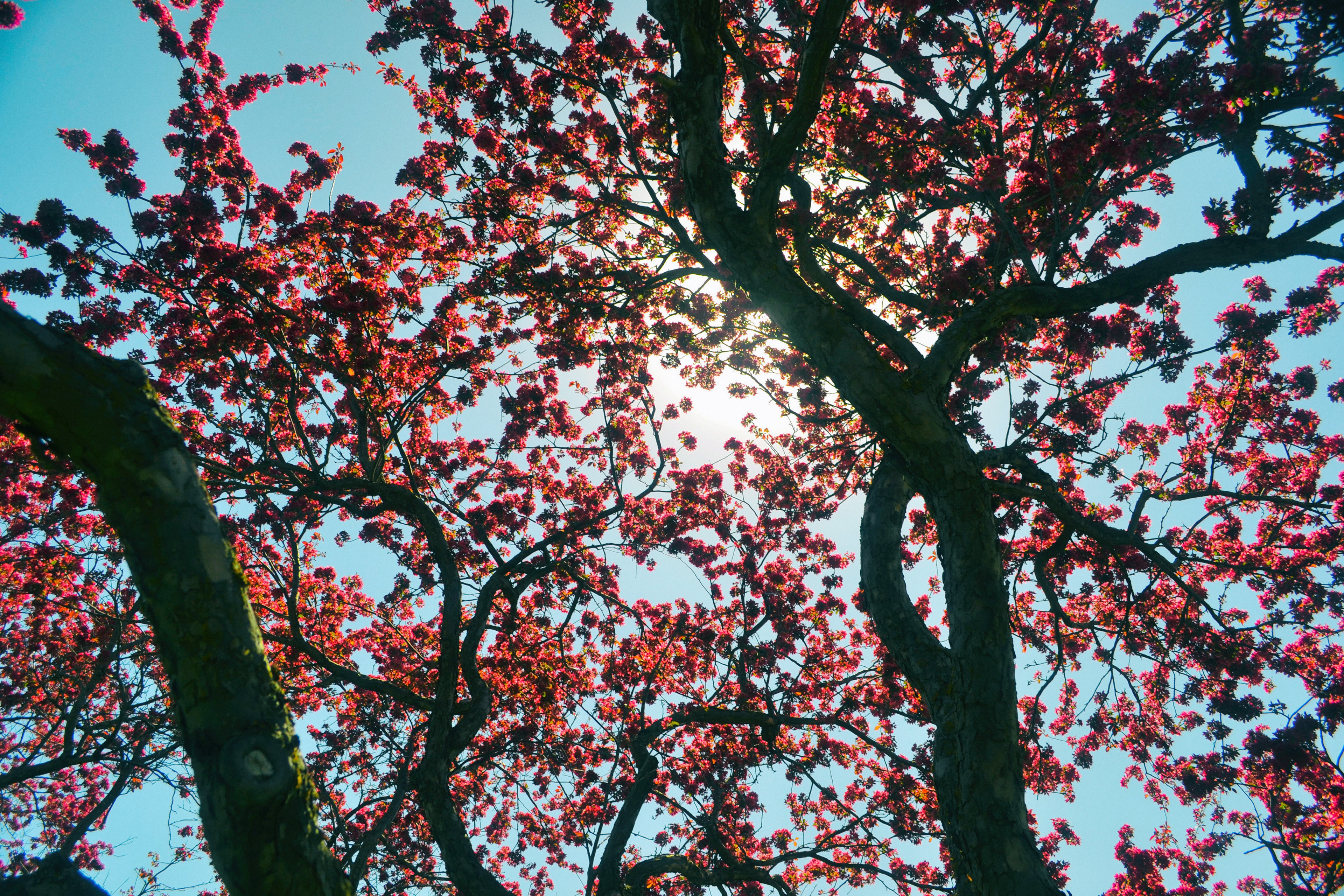 Minnesota Landscape Arboretum