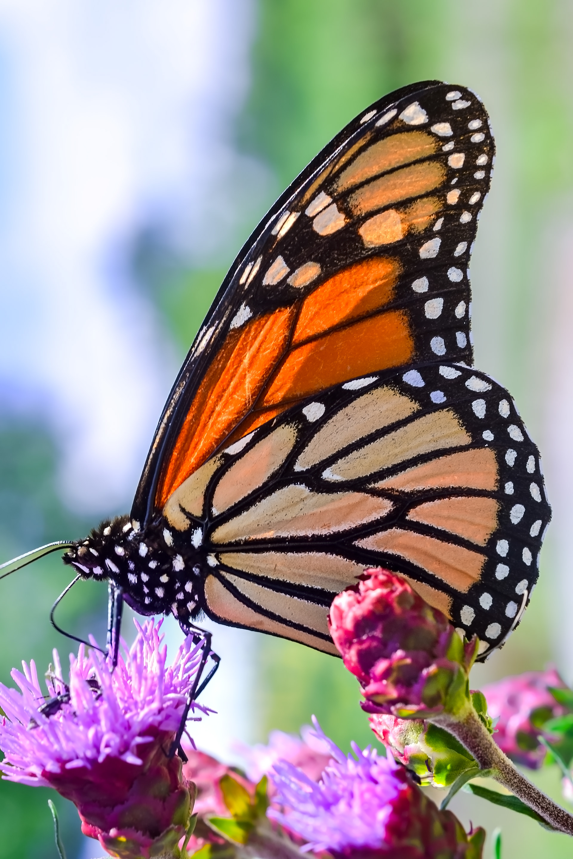 Monarch Butterfly