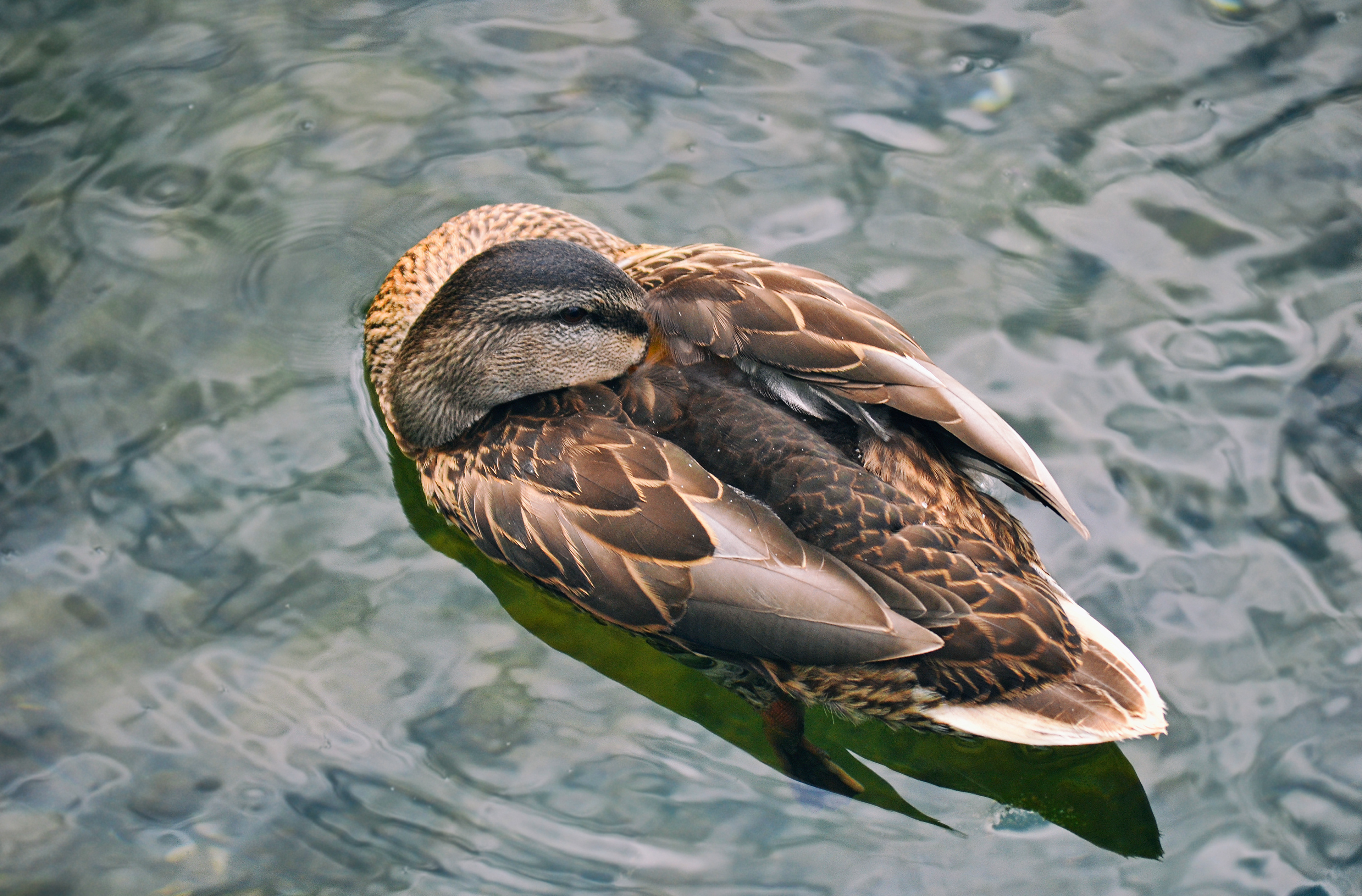  Mallard in Memorial Park. Shakopee, MN. 