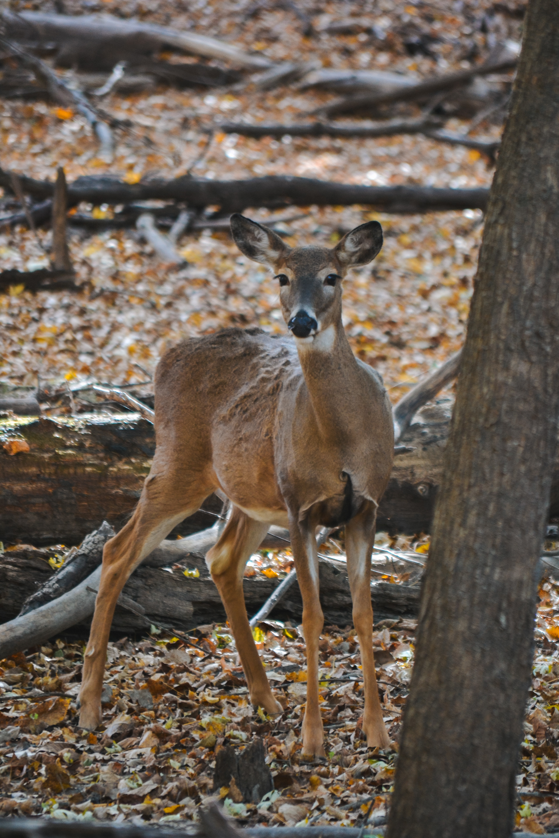 White-tailed Deer at Fort Snelling State Park.