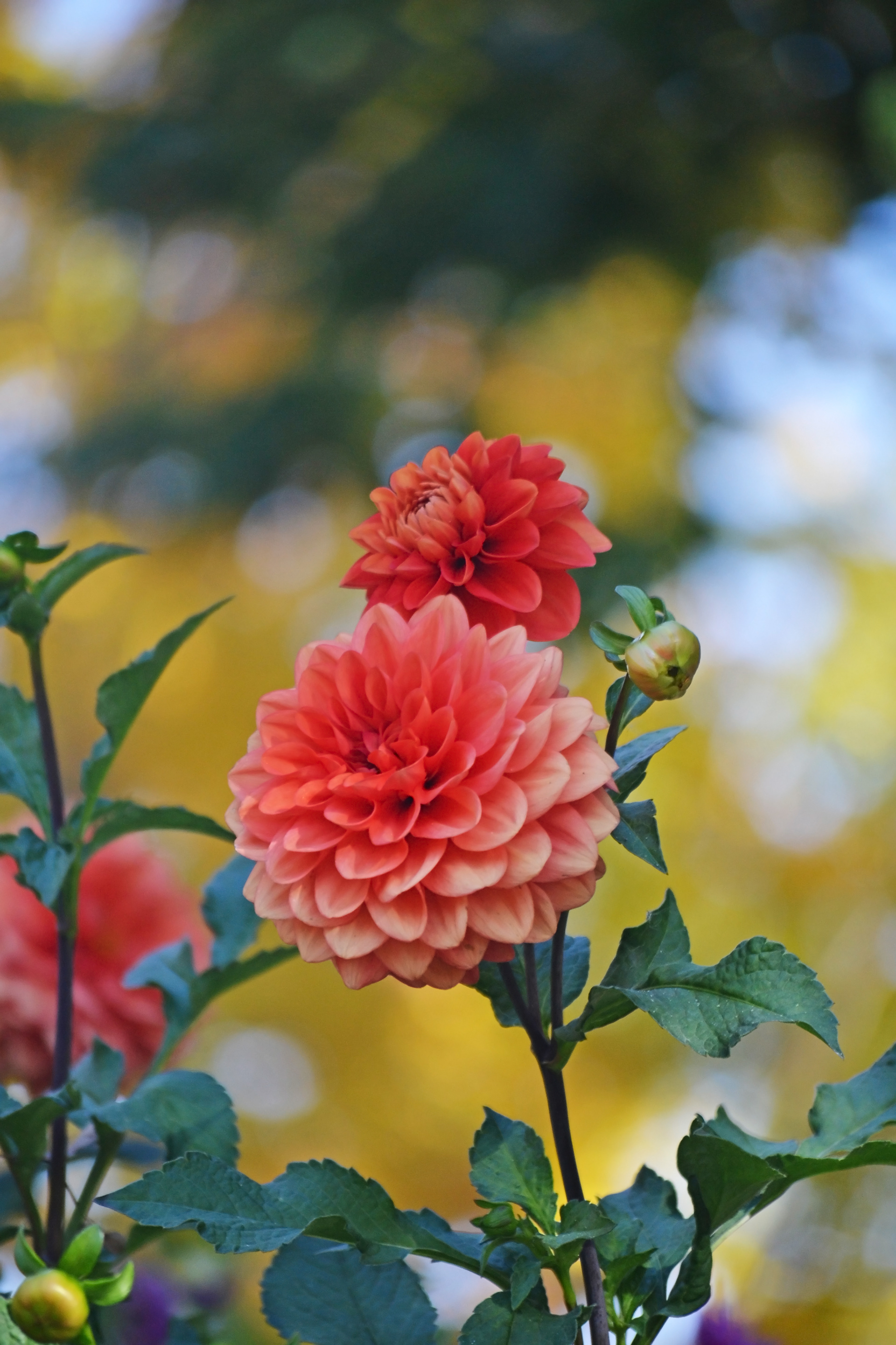 Minnesota Landscape Arboretum