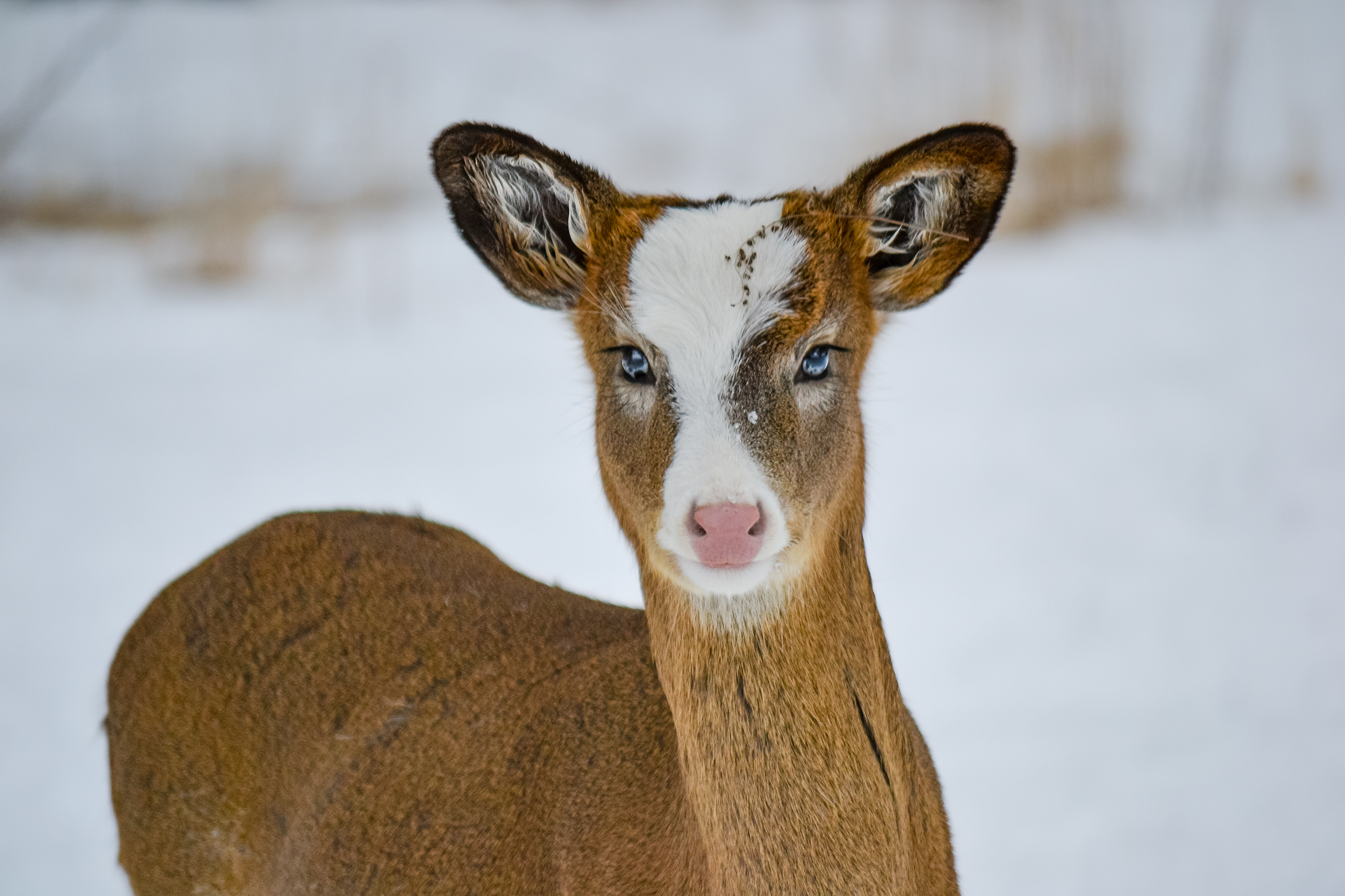 Piebald White-tailed Deer. Fort Snelling State Park. St. Paul, MN.