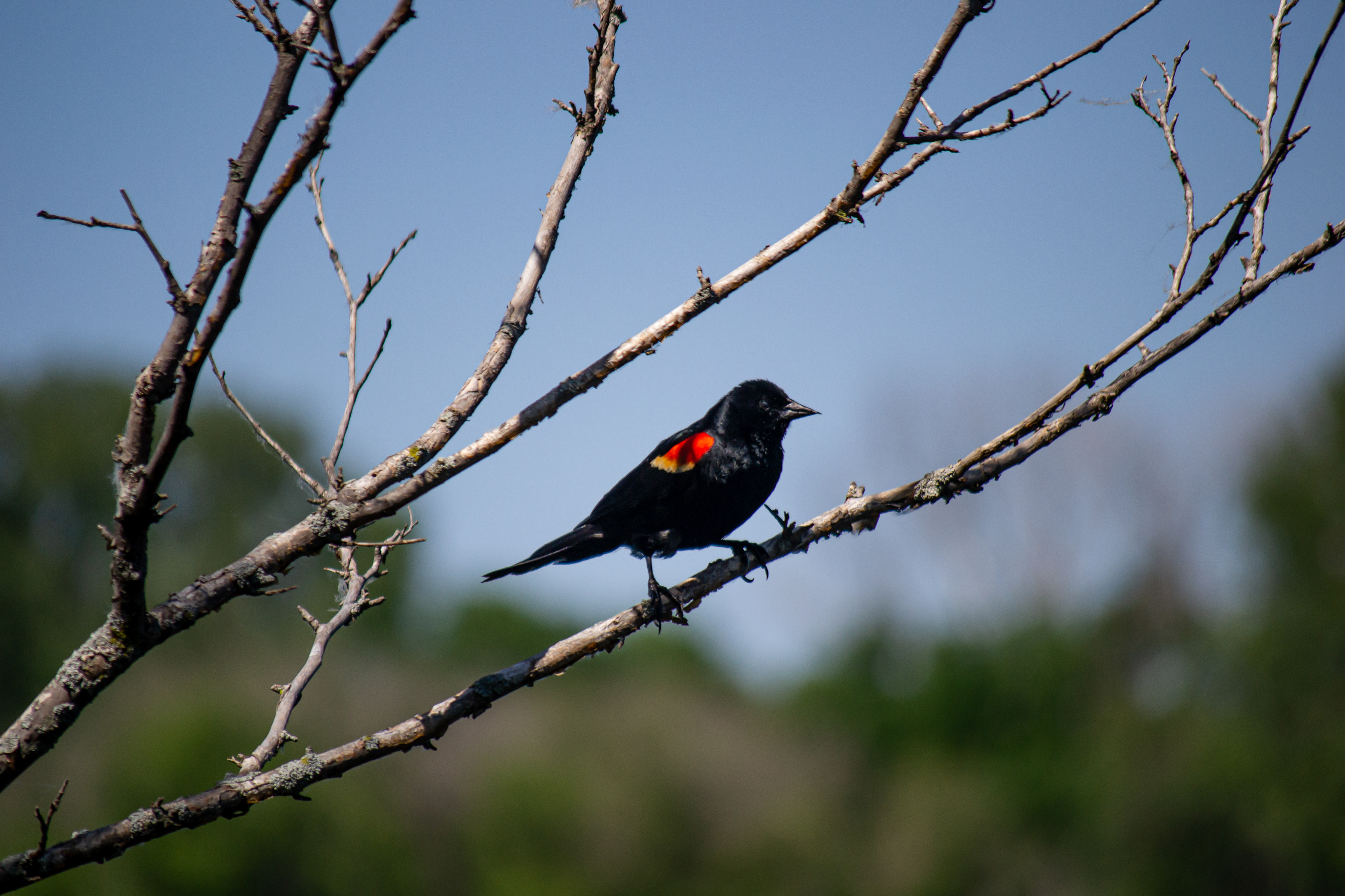 Red-winged Blackbird. Wood Lake Nature Center. Richfield, MN..