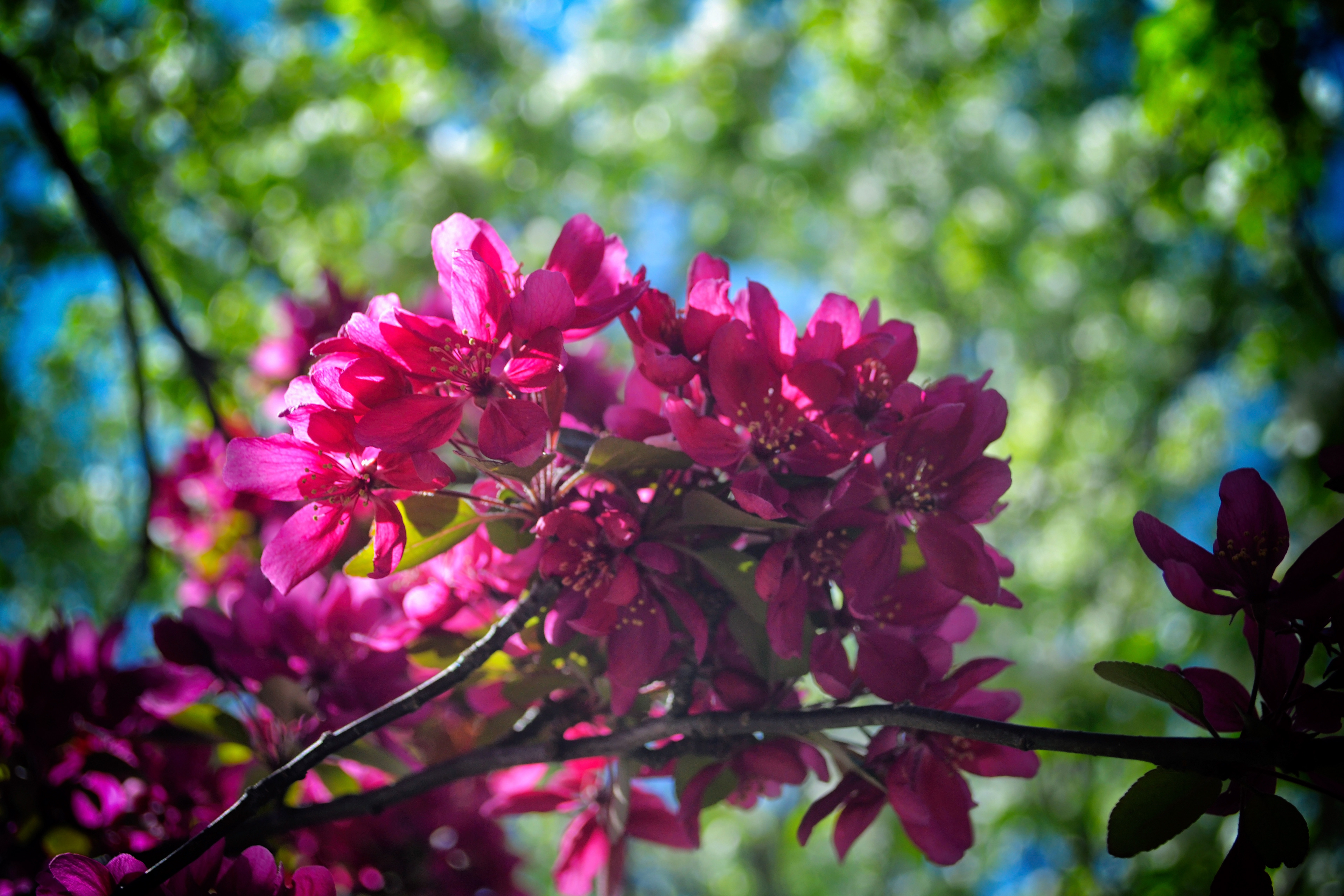 Minnesota Landscape Arboretum