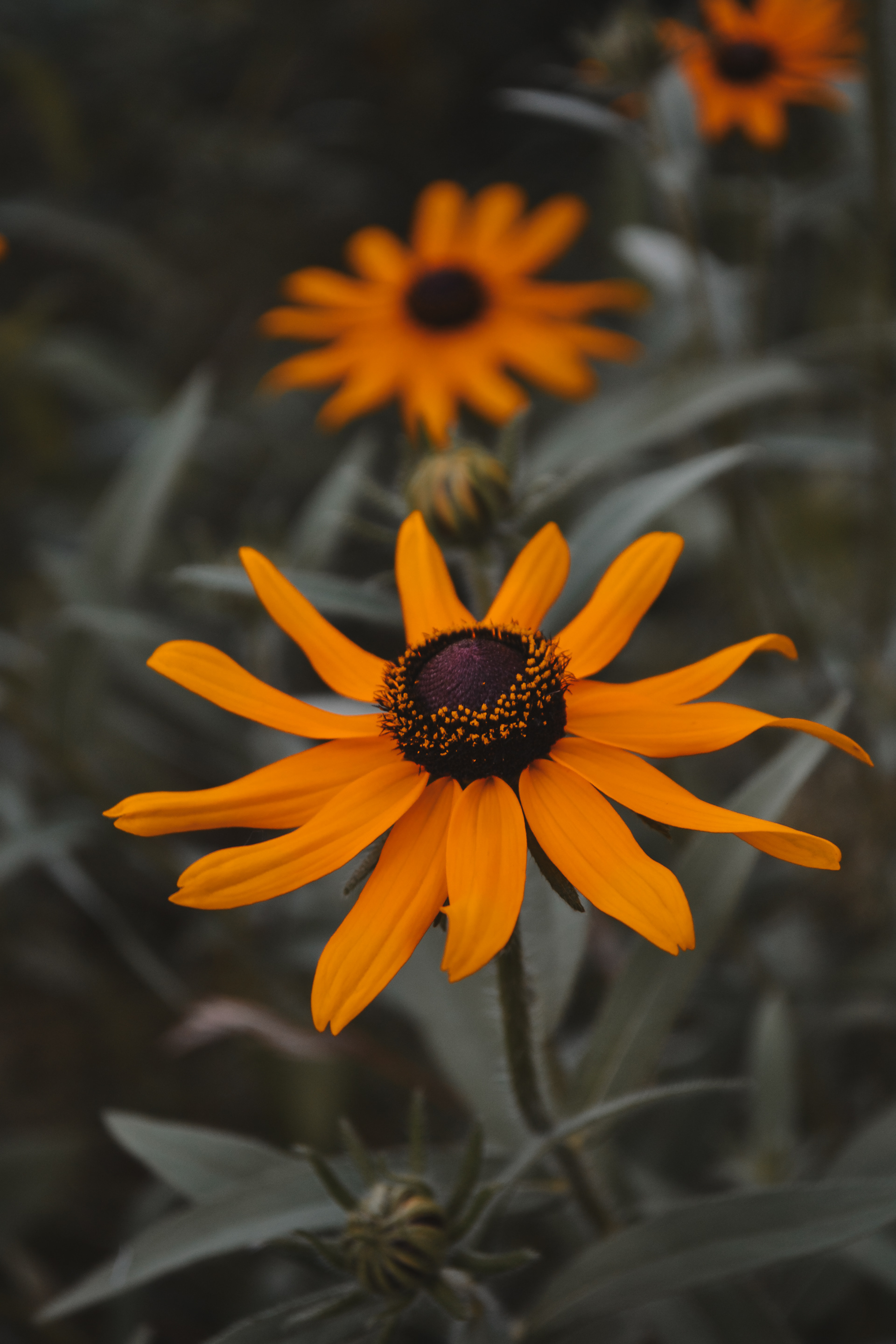 Doyle-Kennefick Regional Park