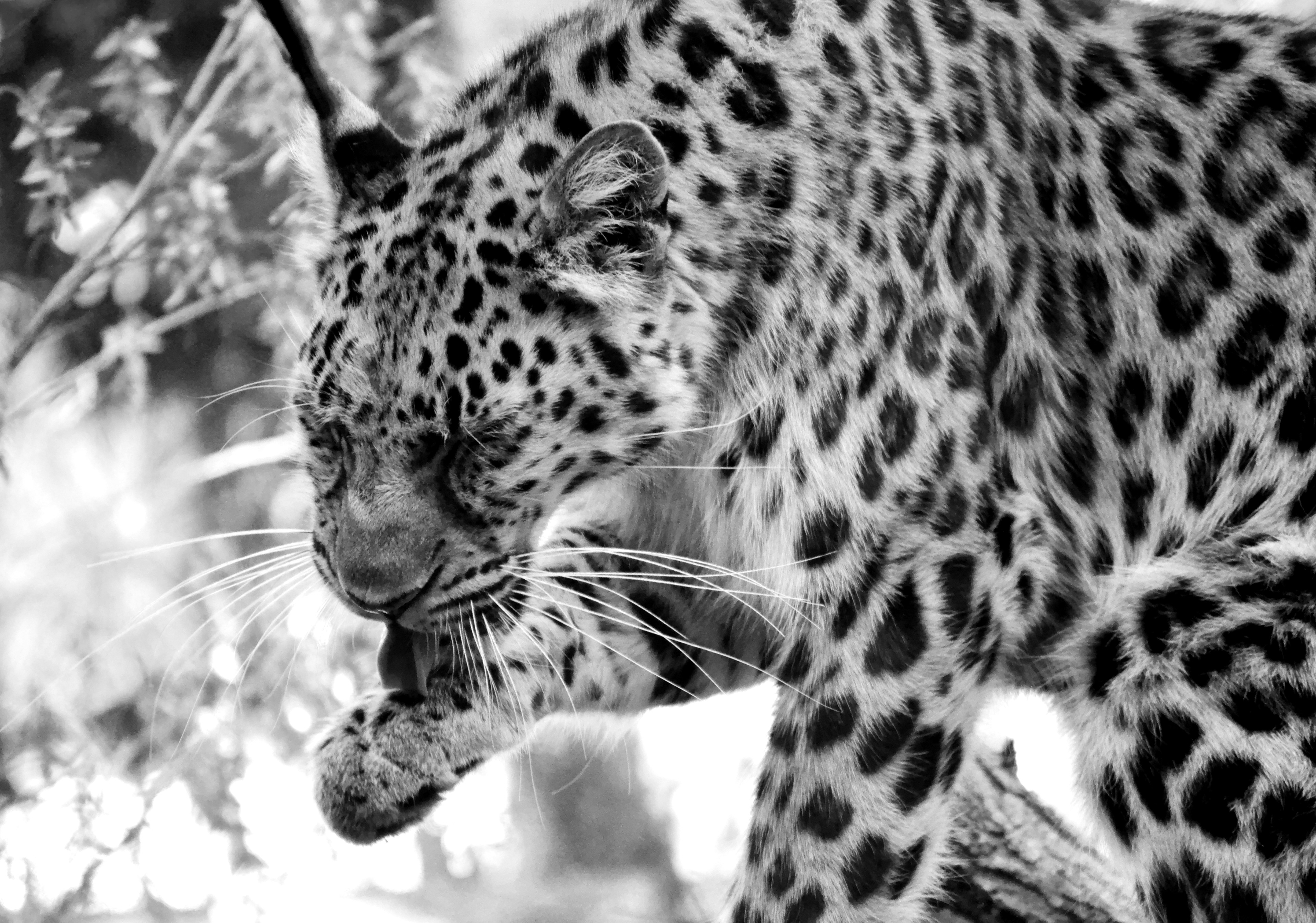 Amur Leopard