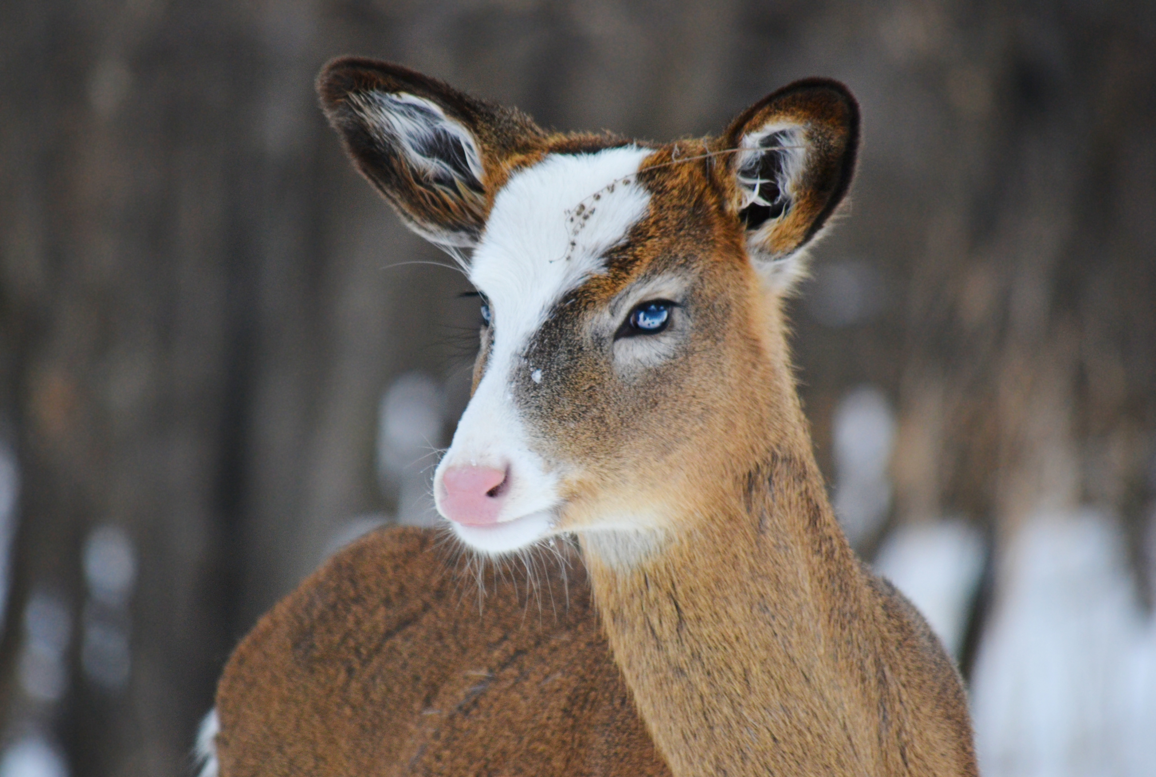 Piebald White-tailed Deer. Fort Snelling State Park. St. Paul, MN.