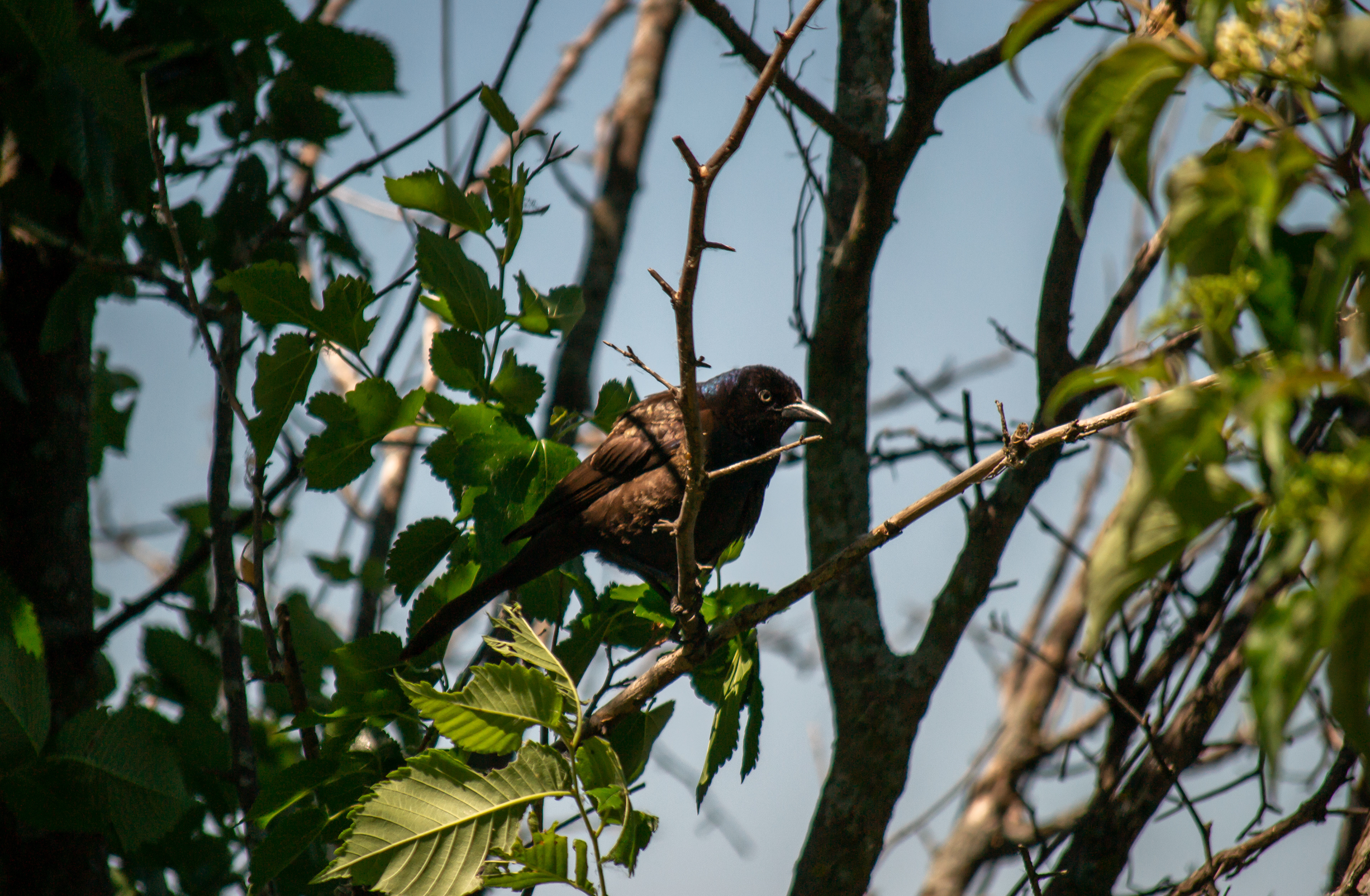 Common Grackle. Wood Lake Nature Center. Richfield, MN.