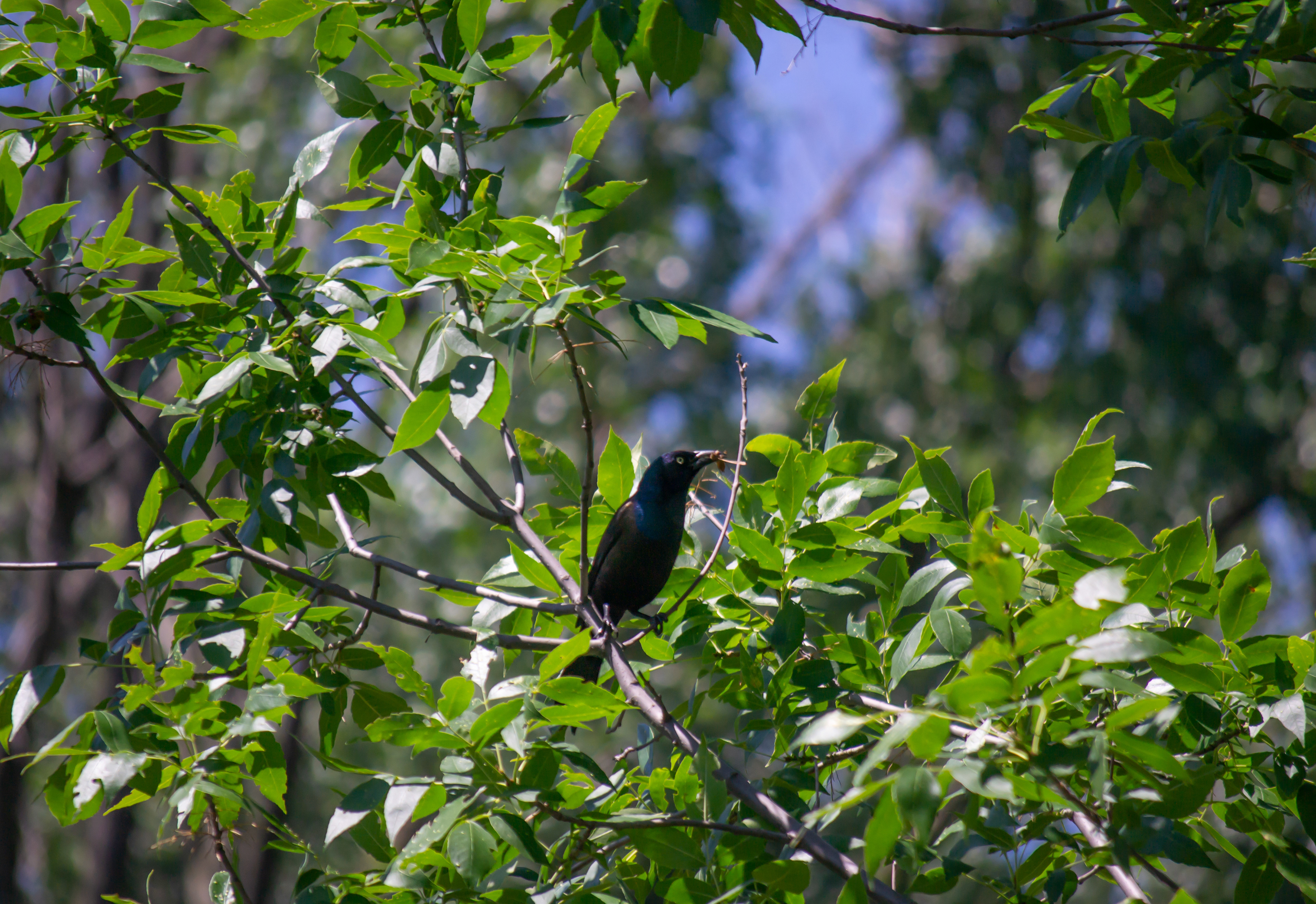 Common Grackle. Wood Lake Nature Center. Richfield, MN.