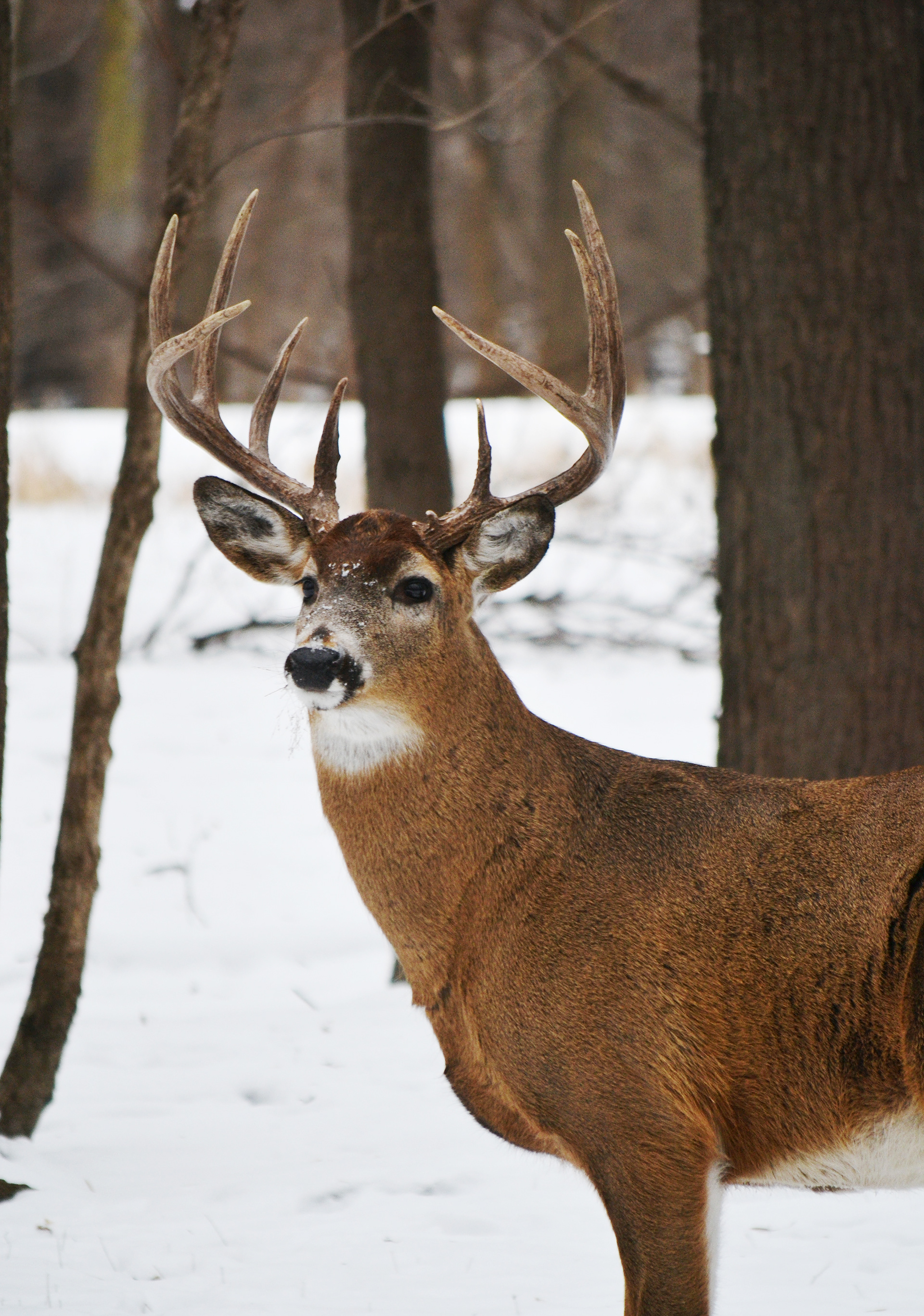 White-tailed Deer. Fort Snelling State Park. St. Paul, MN.