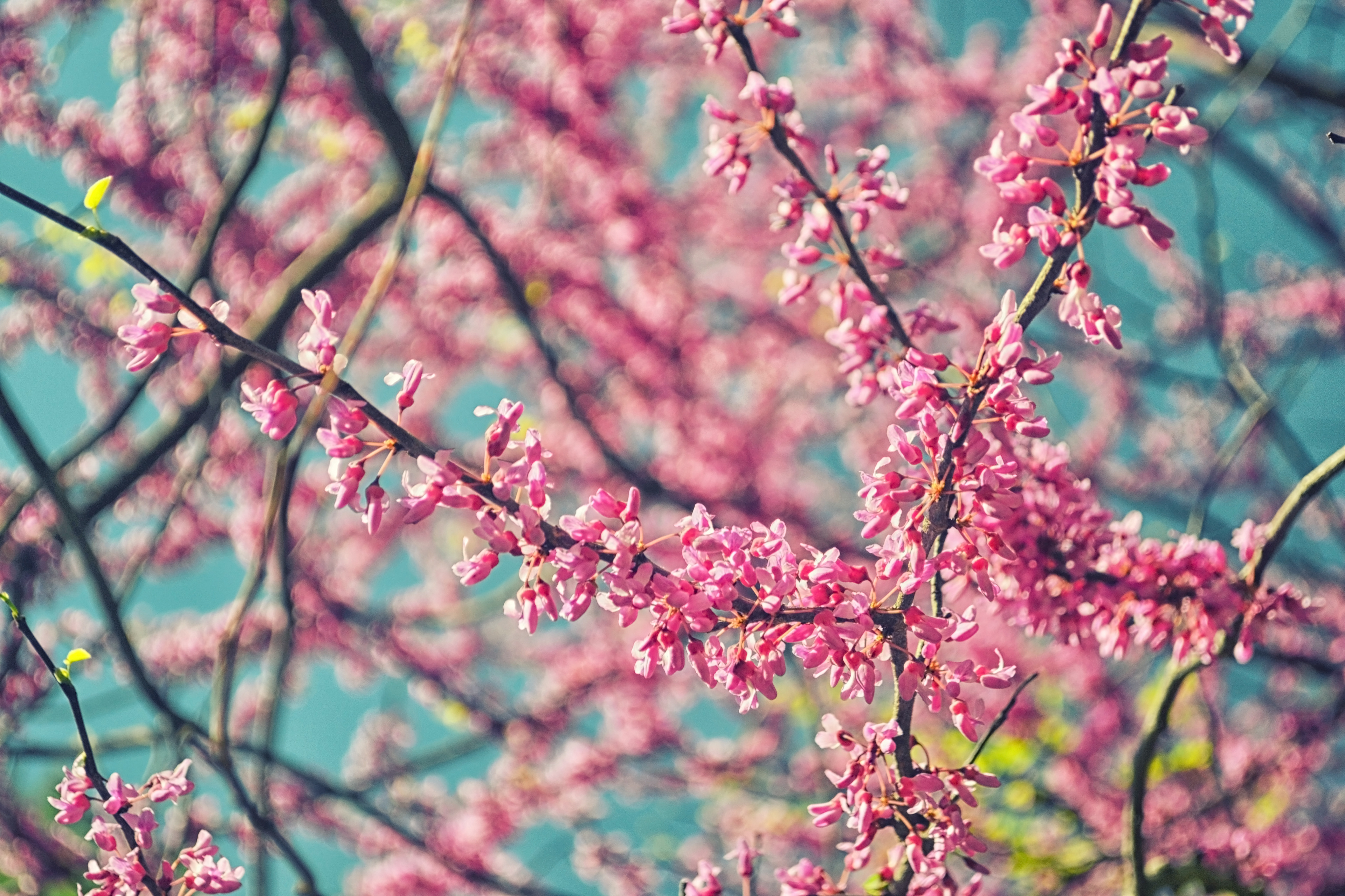 Minnesota Landscape Arboretum